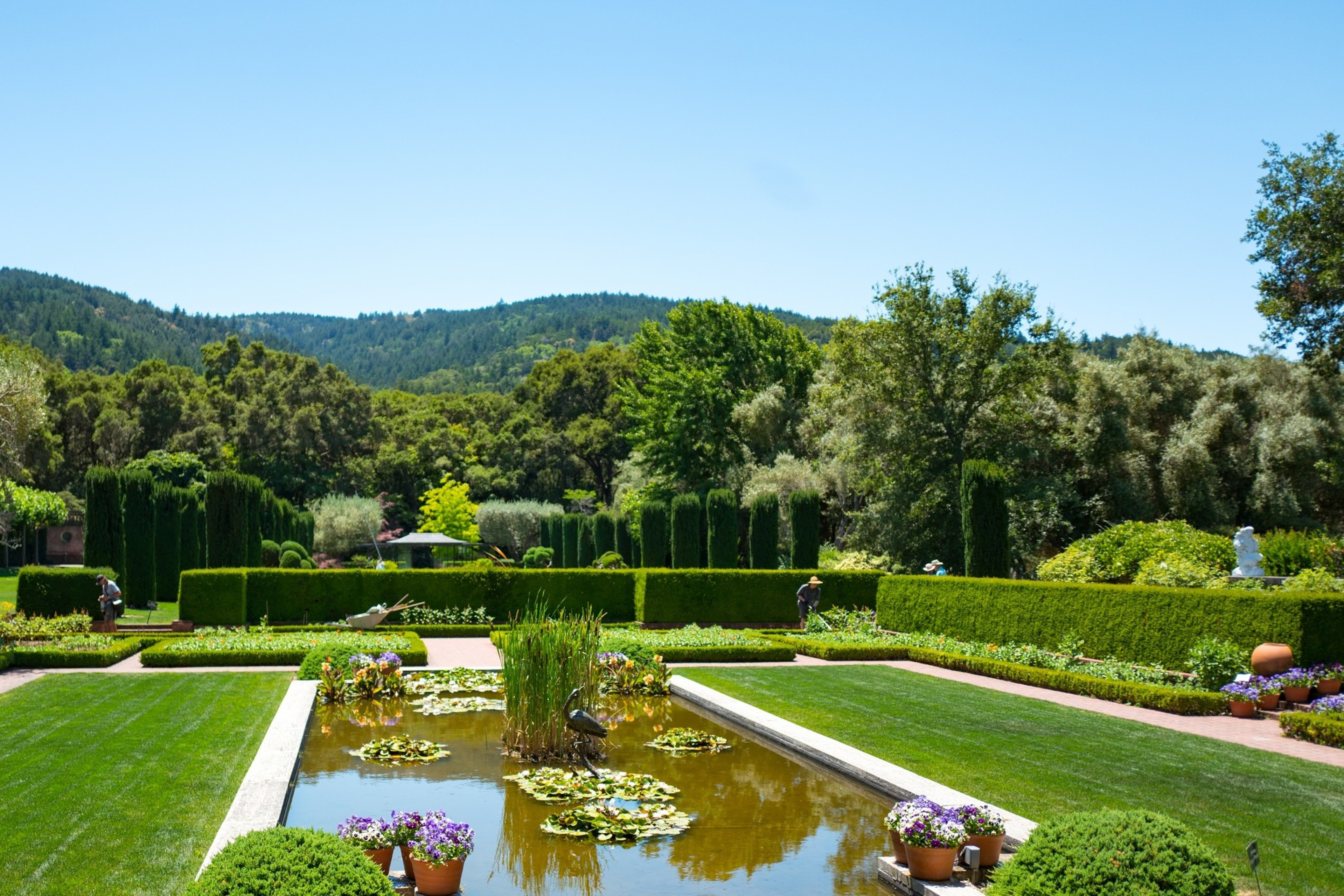 An immaculate lush garden with a manicured lawn, including hedges, and a pool-like pond with water lilies.