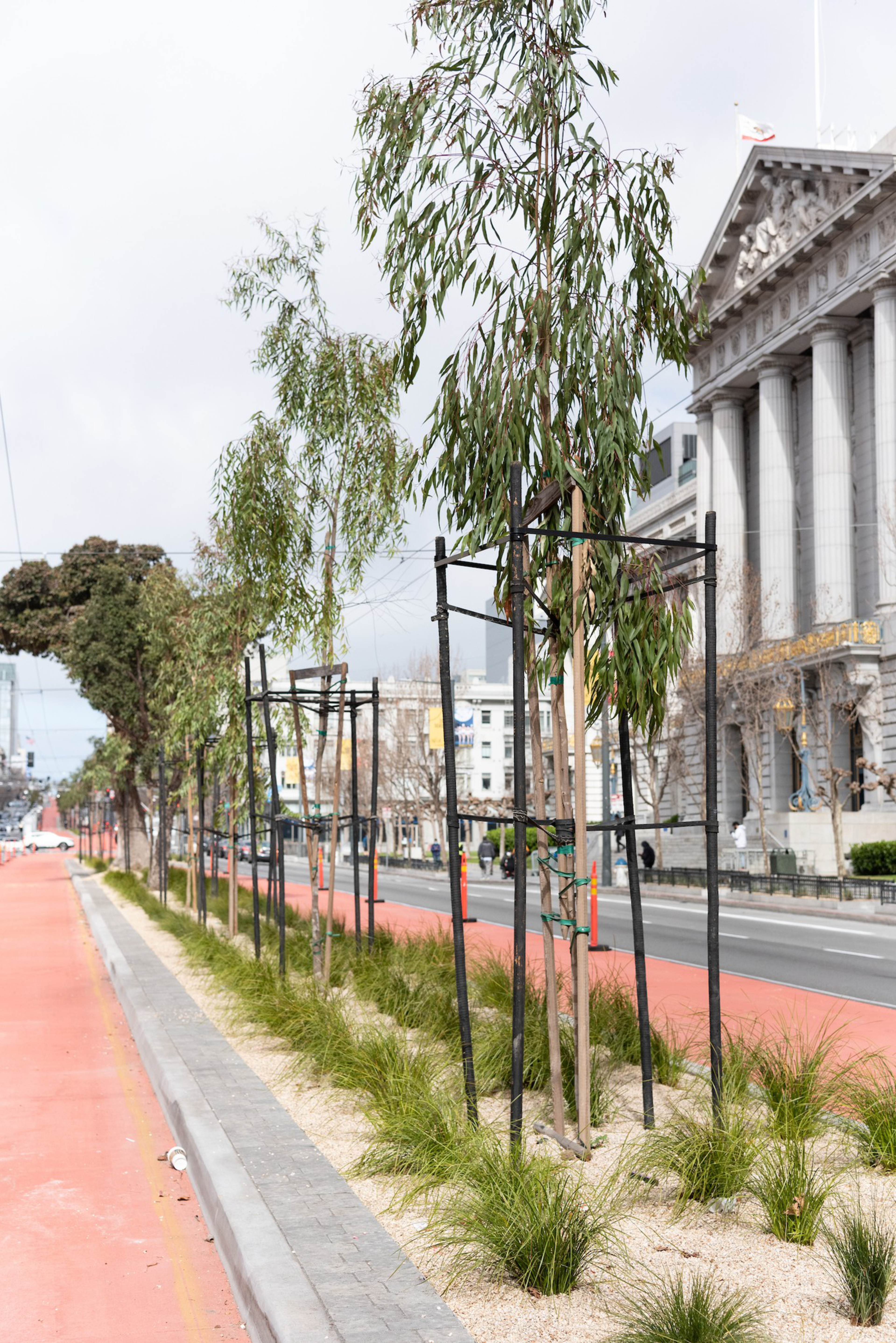 A row of young trees supported by metal frames lines a narrow planted median next to a red bike lane and a street with classical buildings.