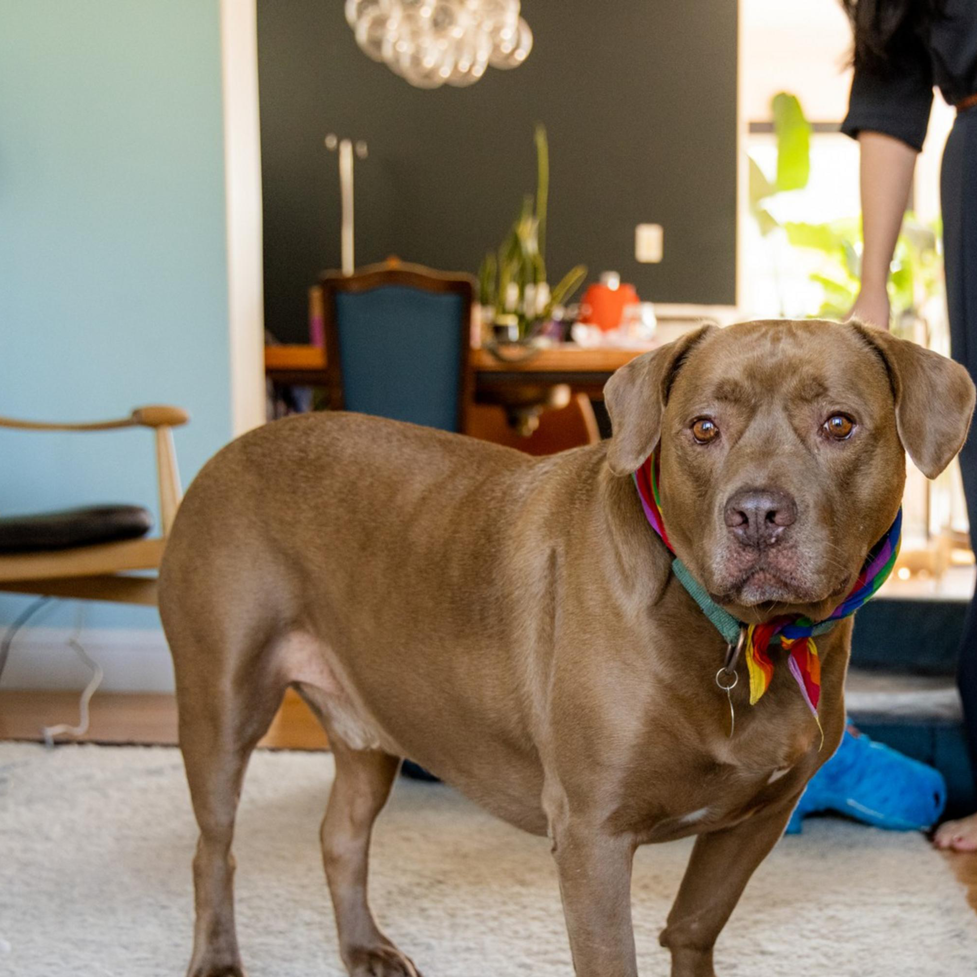 A brown dog with a colorful bandana stands on a rug in a living room. A person's legs and feet, clad in dark pants, are visible in the background. The room appears furnished and cozy.