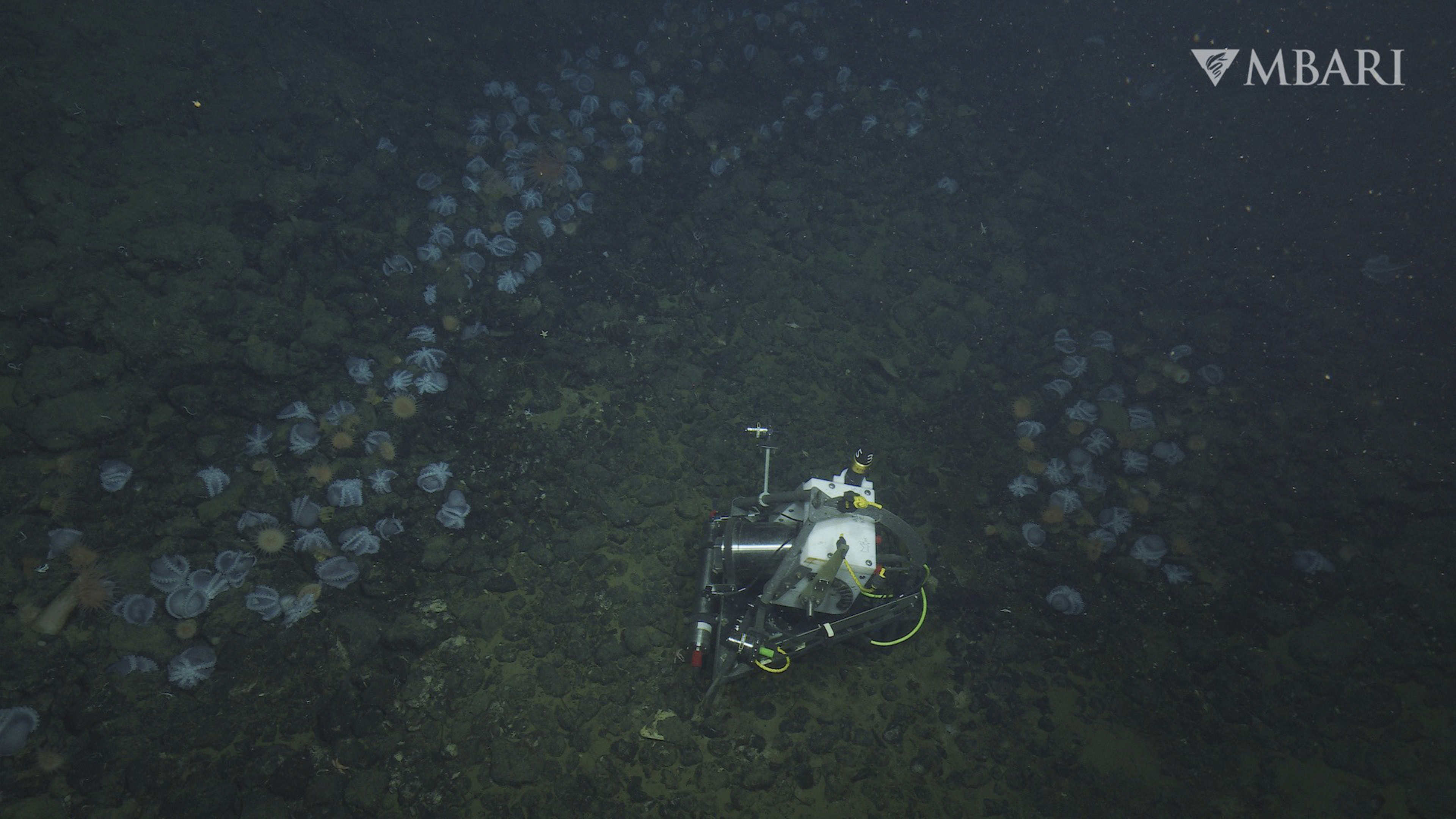 A remotely operated underwater vehicle explores a rocky ocean floor surrounded by numerous small, blue and white jellyfish-like creatures.