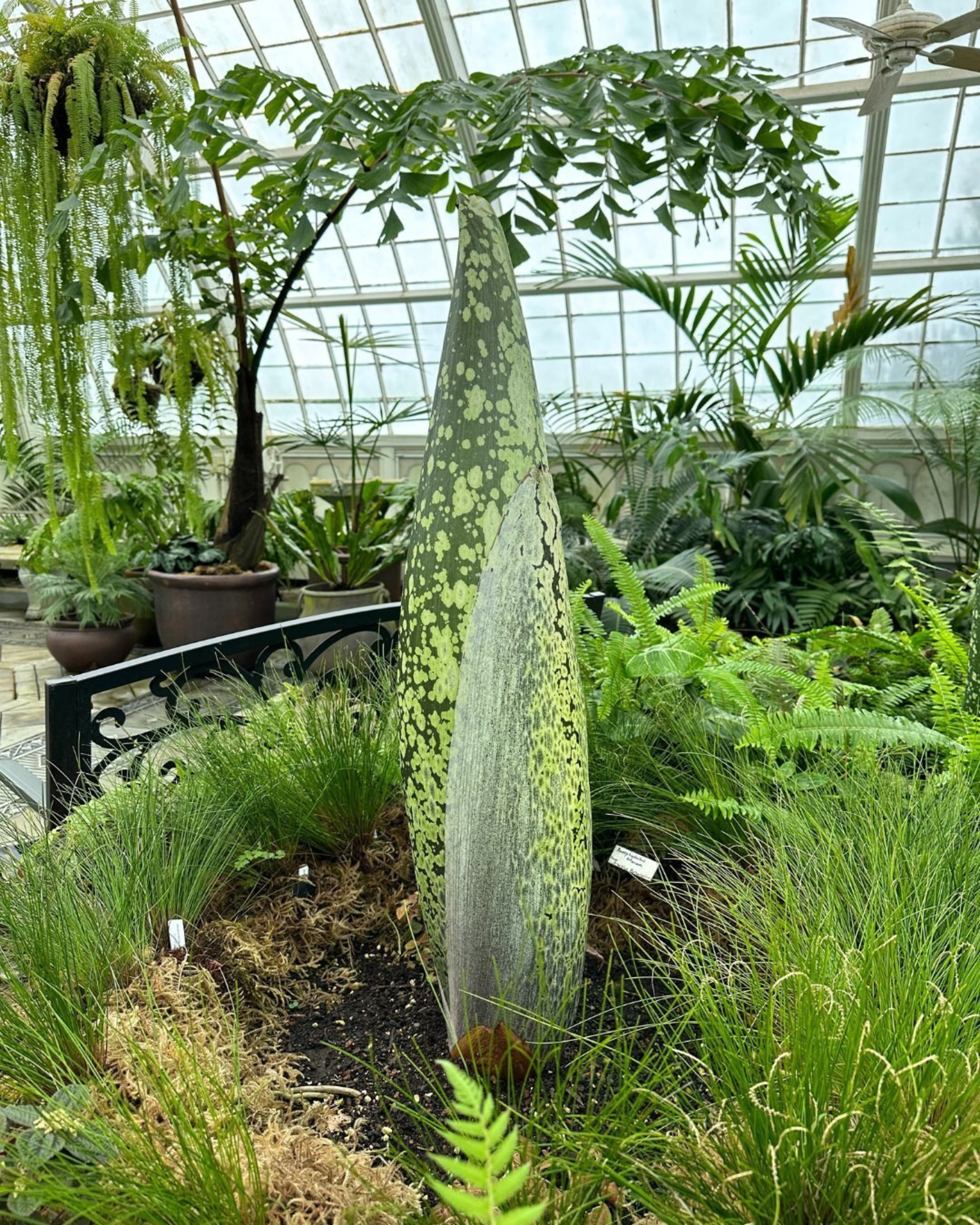 A tall, conical plant with mottled green and gray colors stands in a lush greenhouse surrounded by various ferns and potted plants.