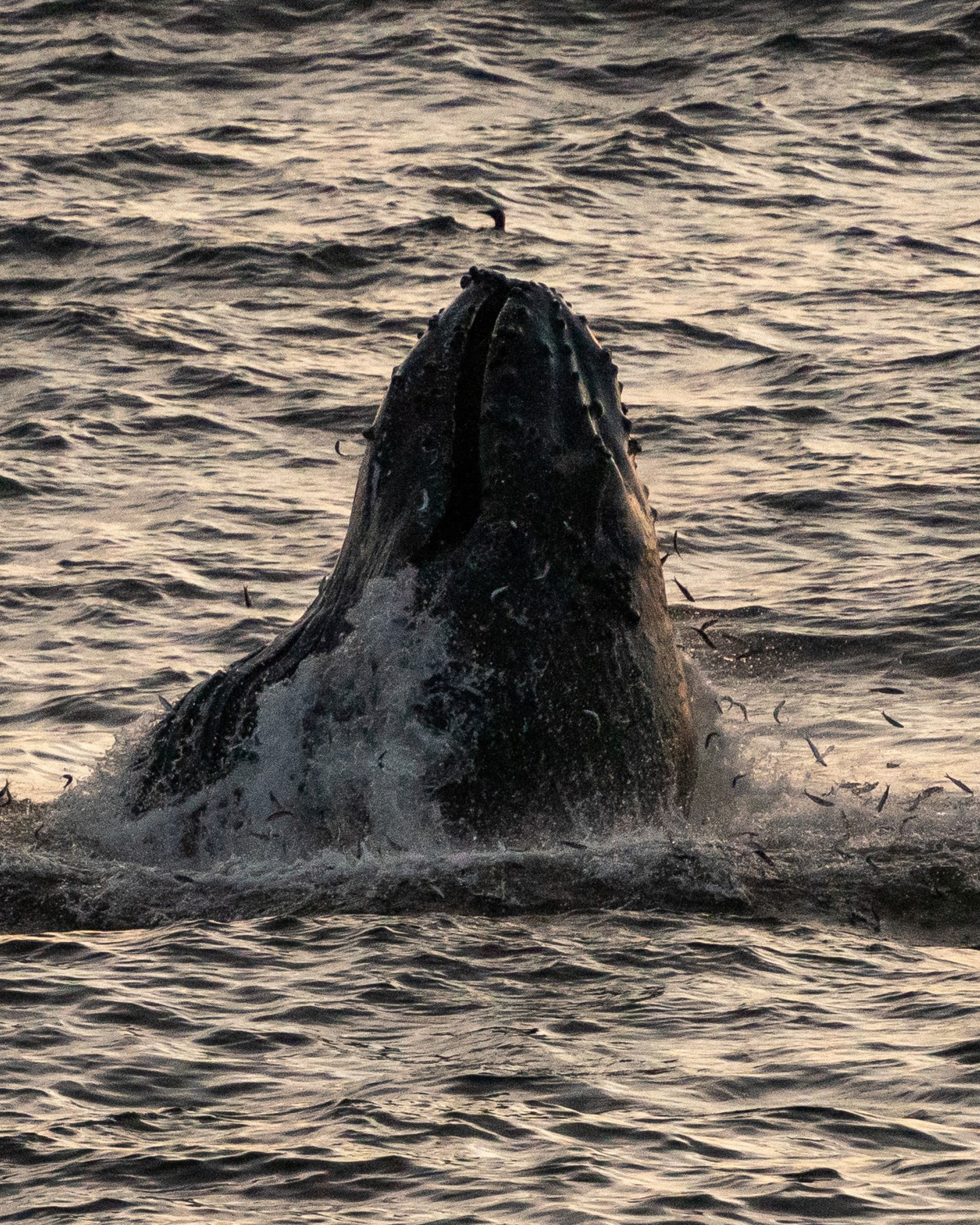 A whale emerges from the ocean, its head above water, surrounded by splashing waves and small fish leaping around it against a backdrop of rippling sea.