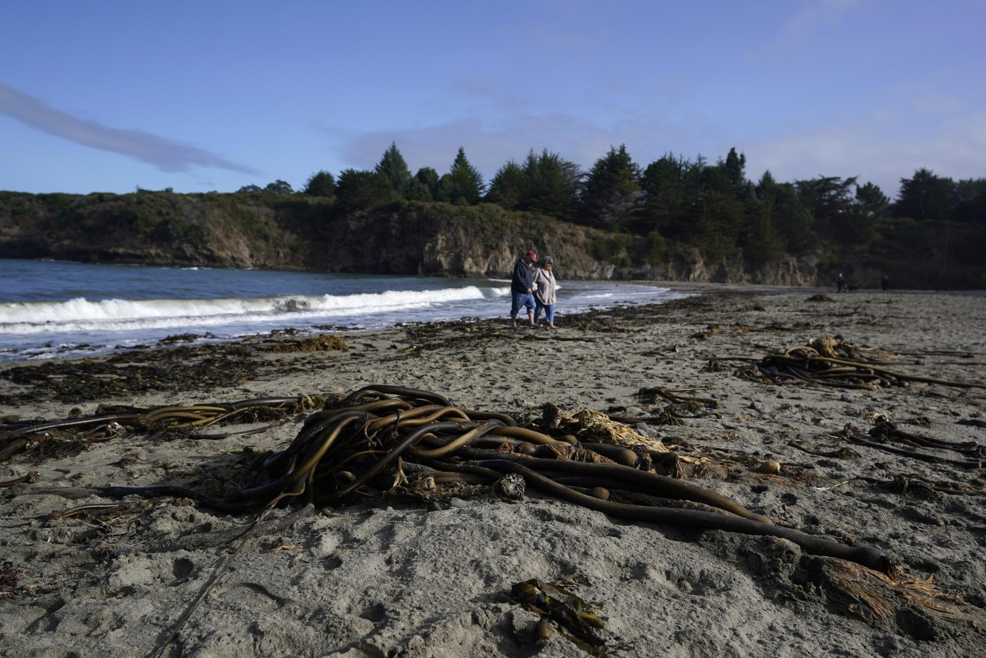kelp strewn on the beach