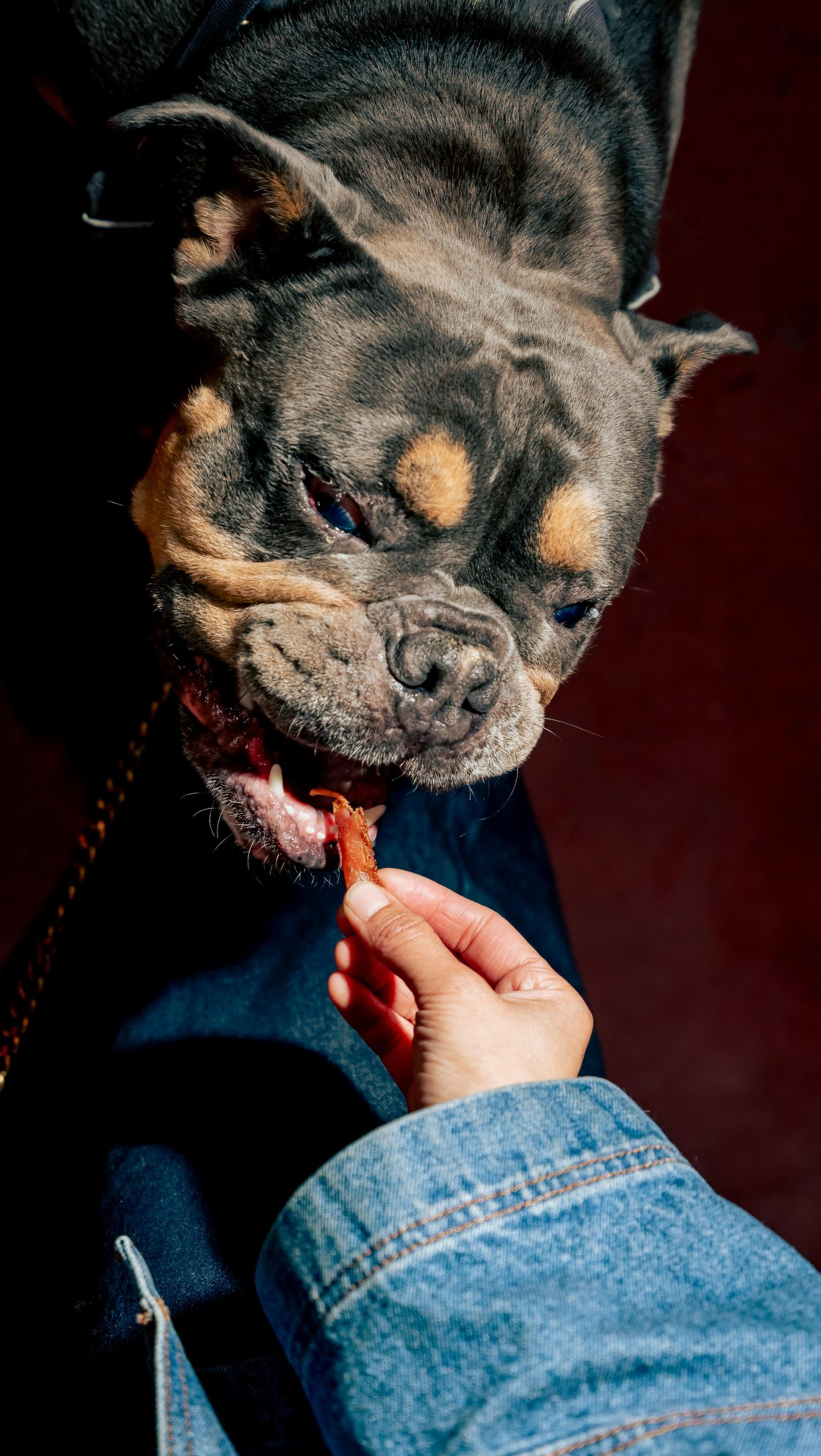 A hand in a denim jacket is feeding a treat to a grey and tan bulldog with a wrinkled face against a dark background.