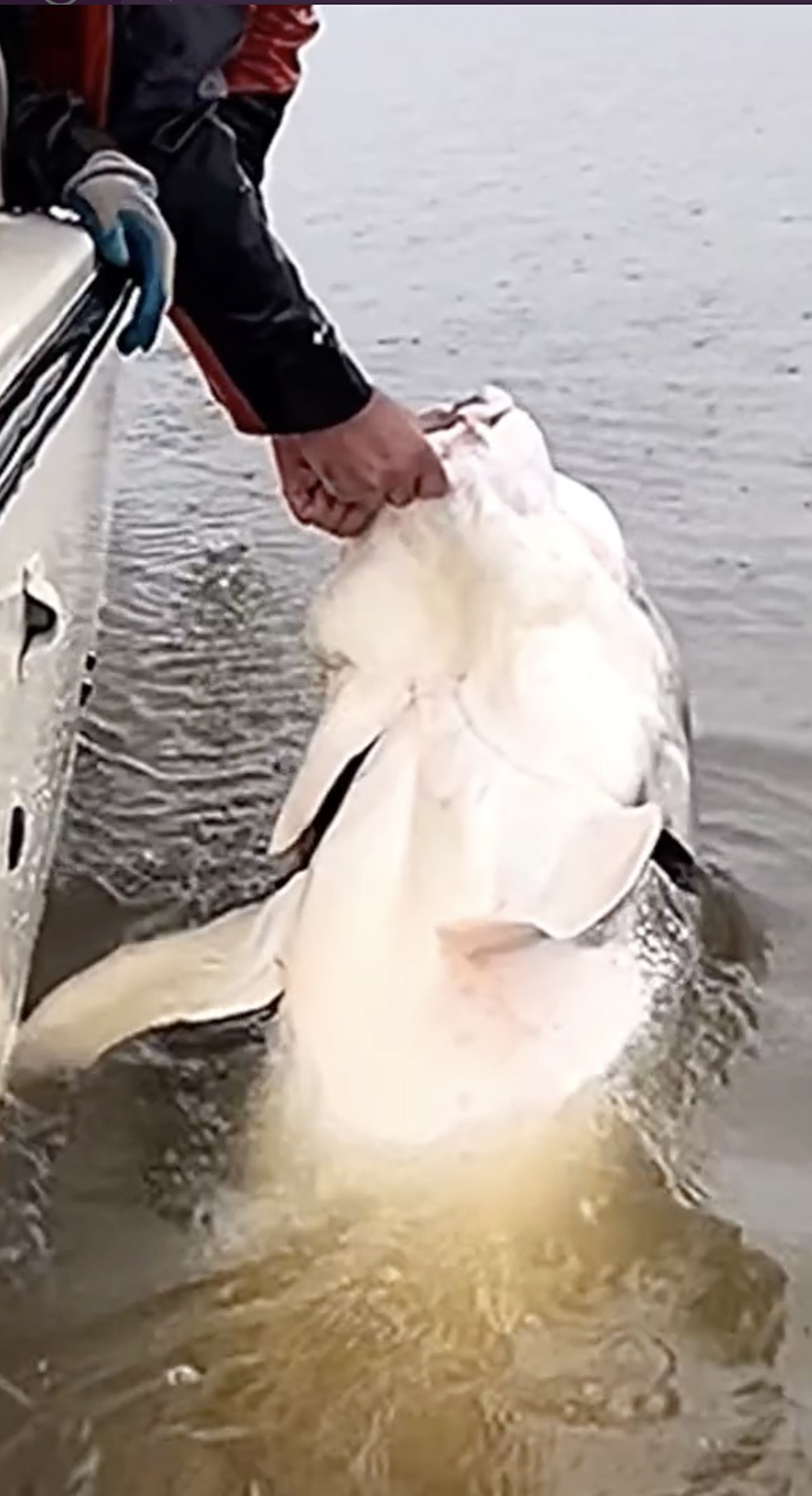 White sturgeon