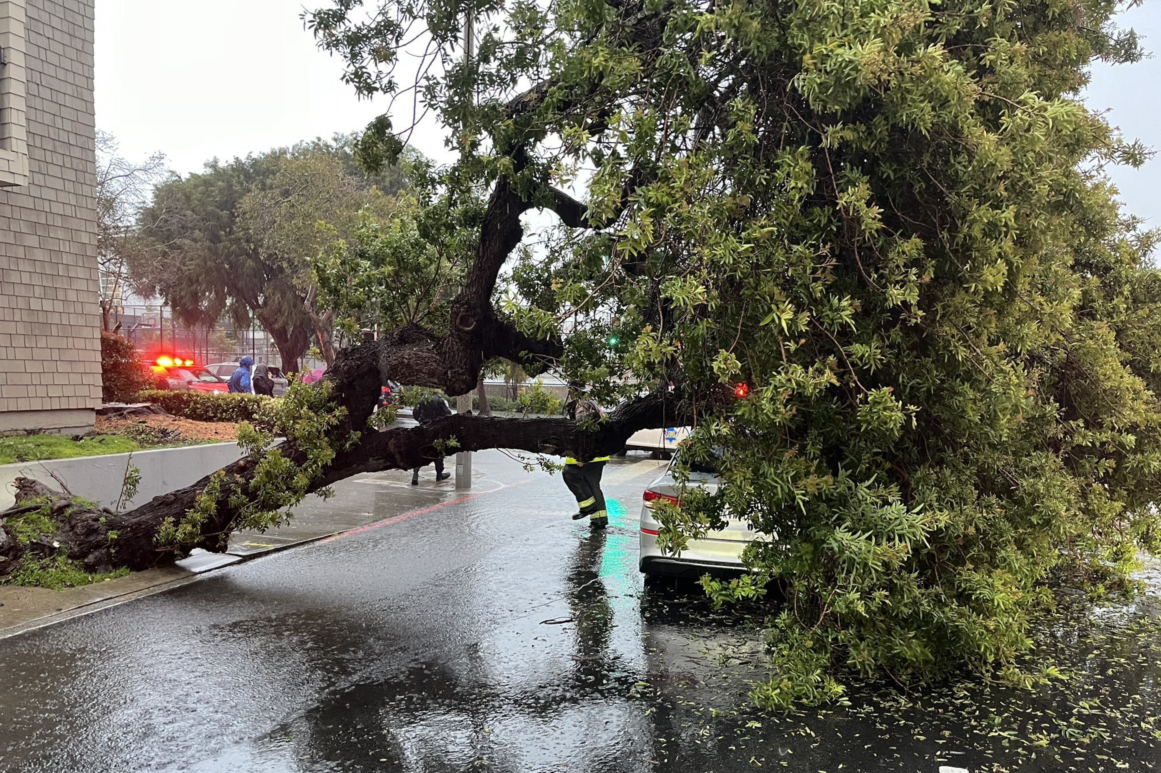 A large tree sits on top of car on wet roadway