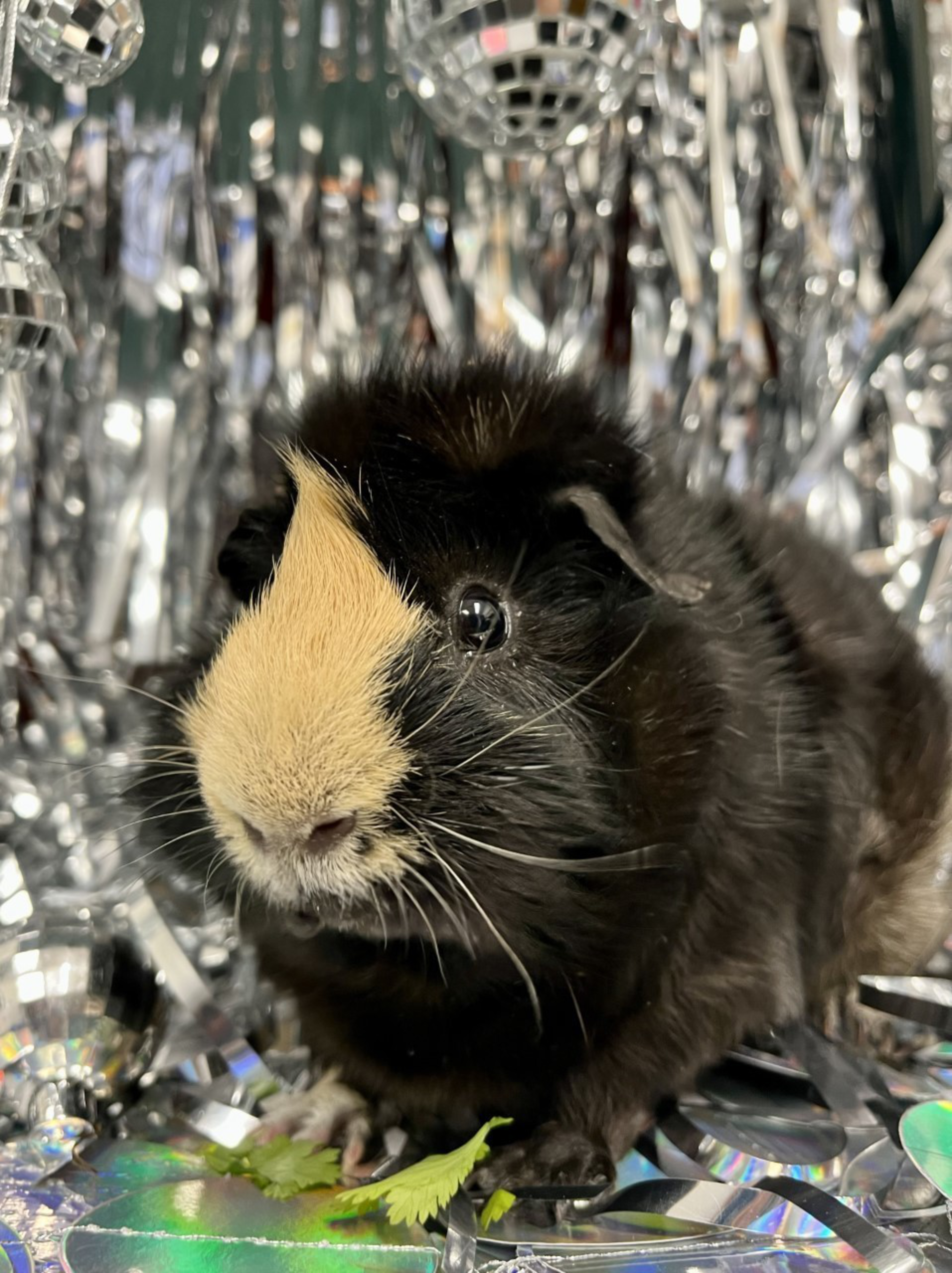 A black and tan guinea pig sits on a shiny, reflective surface with silver tinsel and disco ball decorations in the background.