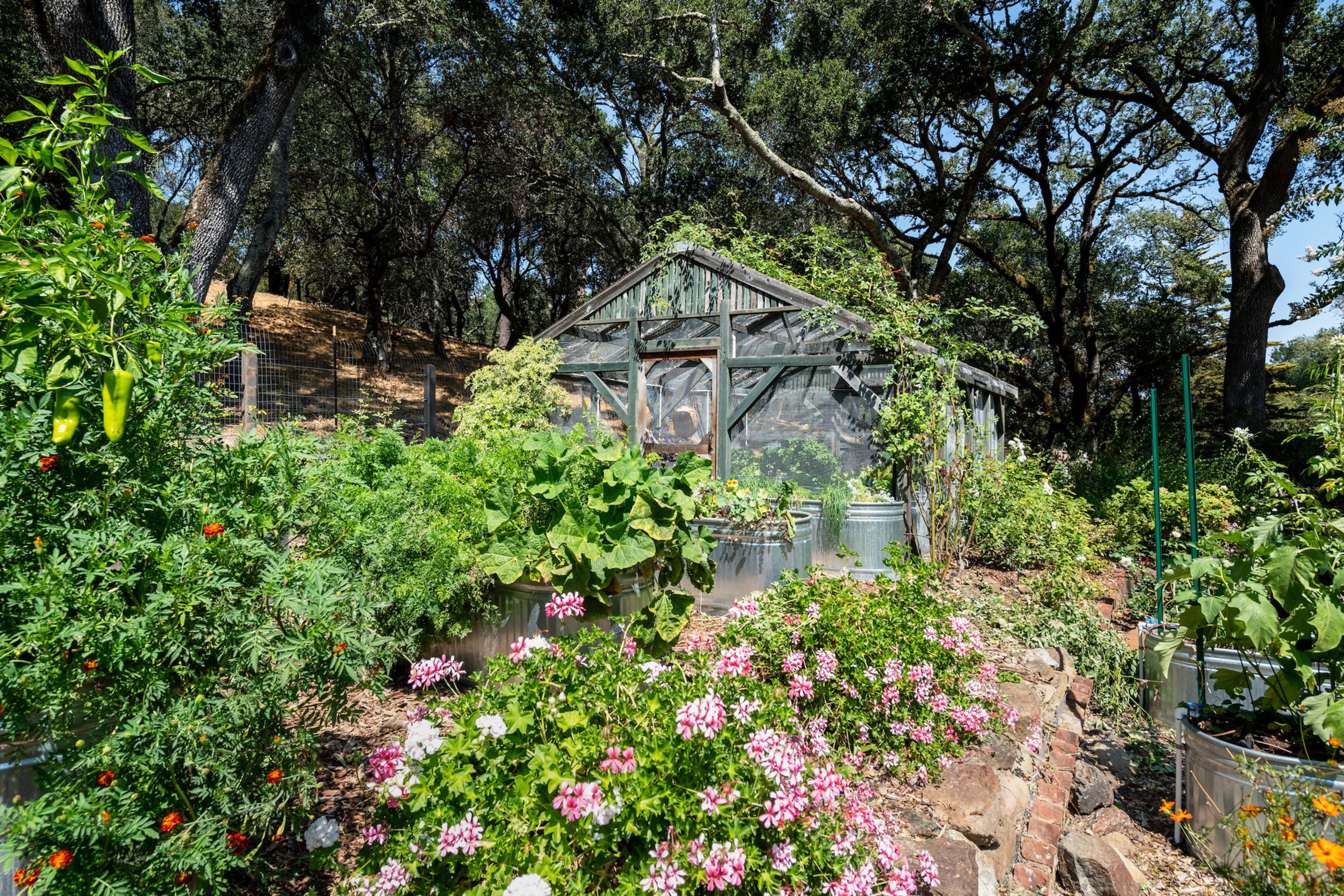 A lush garden with green vegetables, blooming pink and white flowers, and a rustic greenhouse surrounded by tall trees under a clear blue sky.
