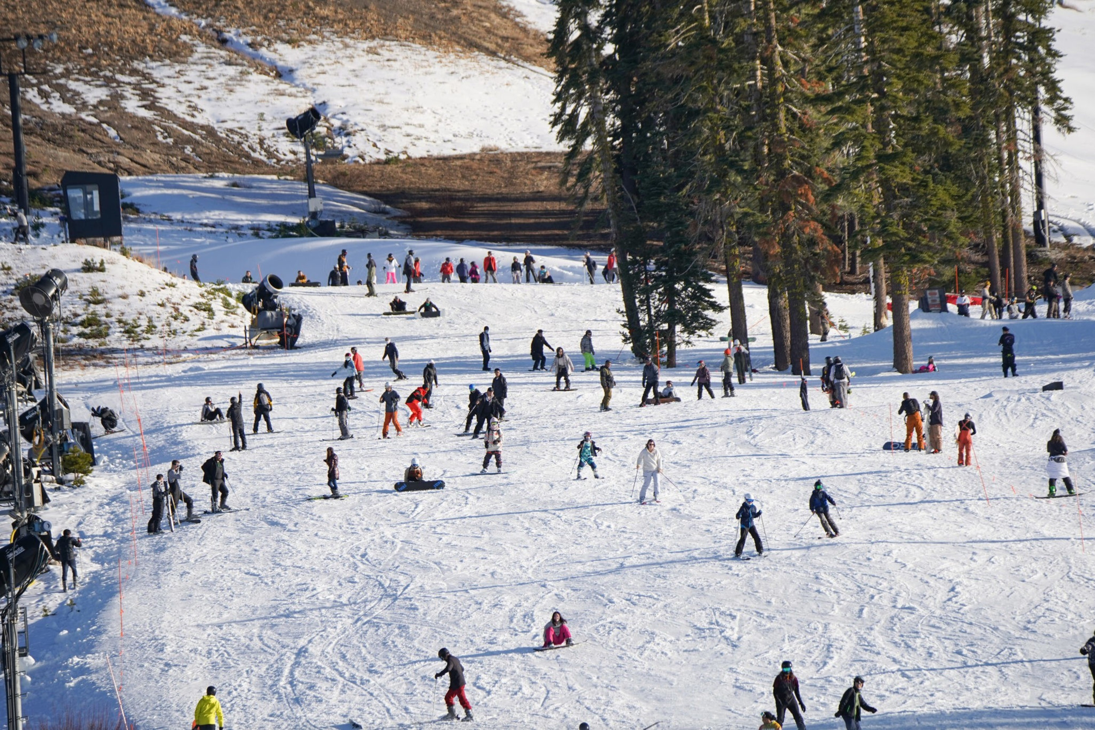 Many people are skiing, snowboarding, and walking on a snowy slope near a cluster of tall trees under clear daylight.