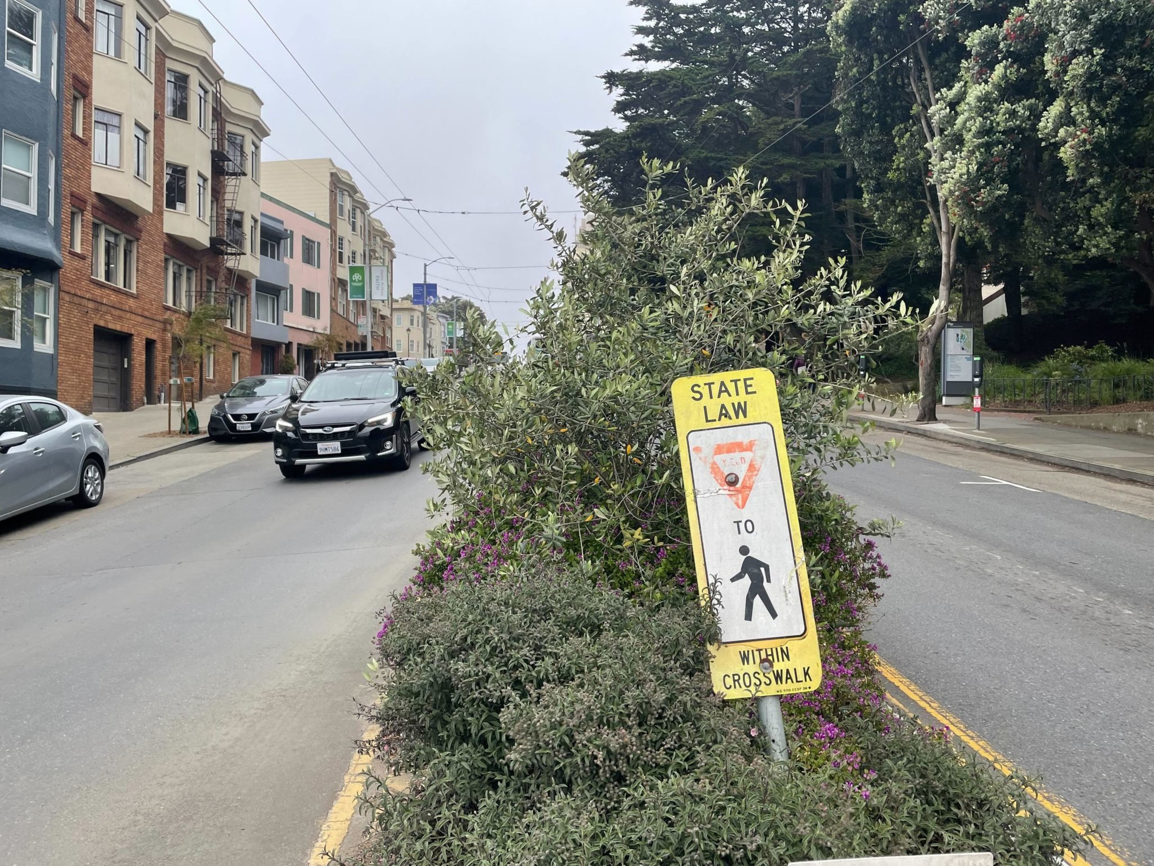 A bush is seen in a photo.
