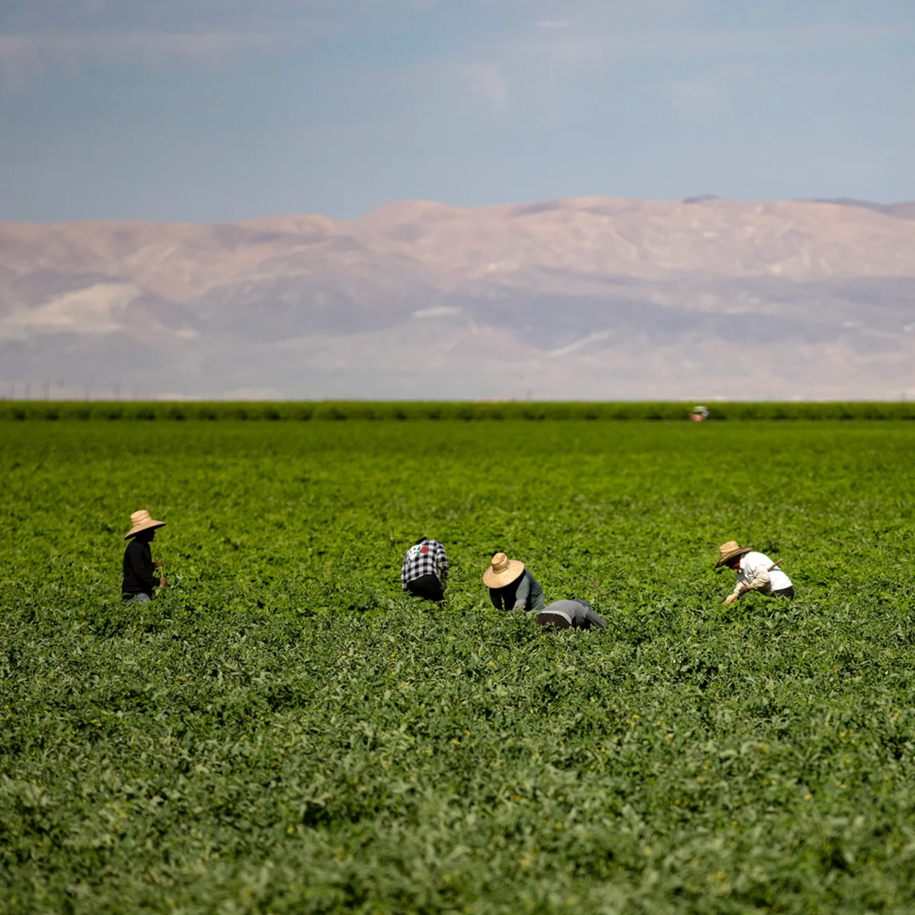 People are working in a vast green field, wearing hats under a clear sky. Mountains are visible in the distance, creating a scenic backdrop.
