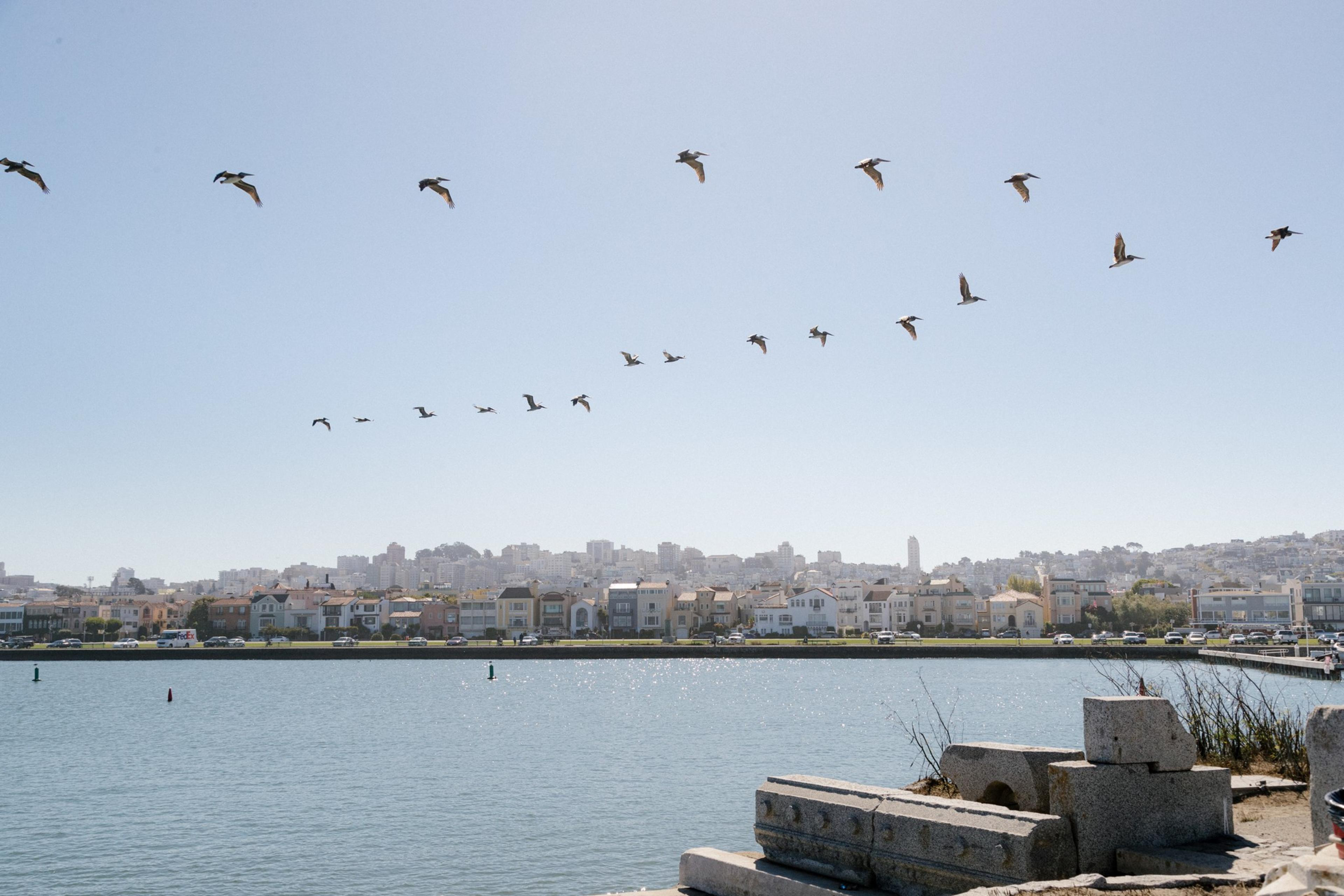 Birds fly over the bay with the city in the background.