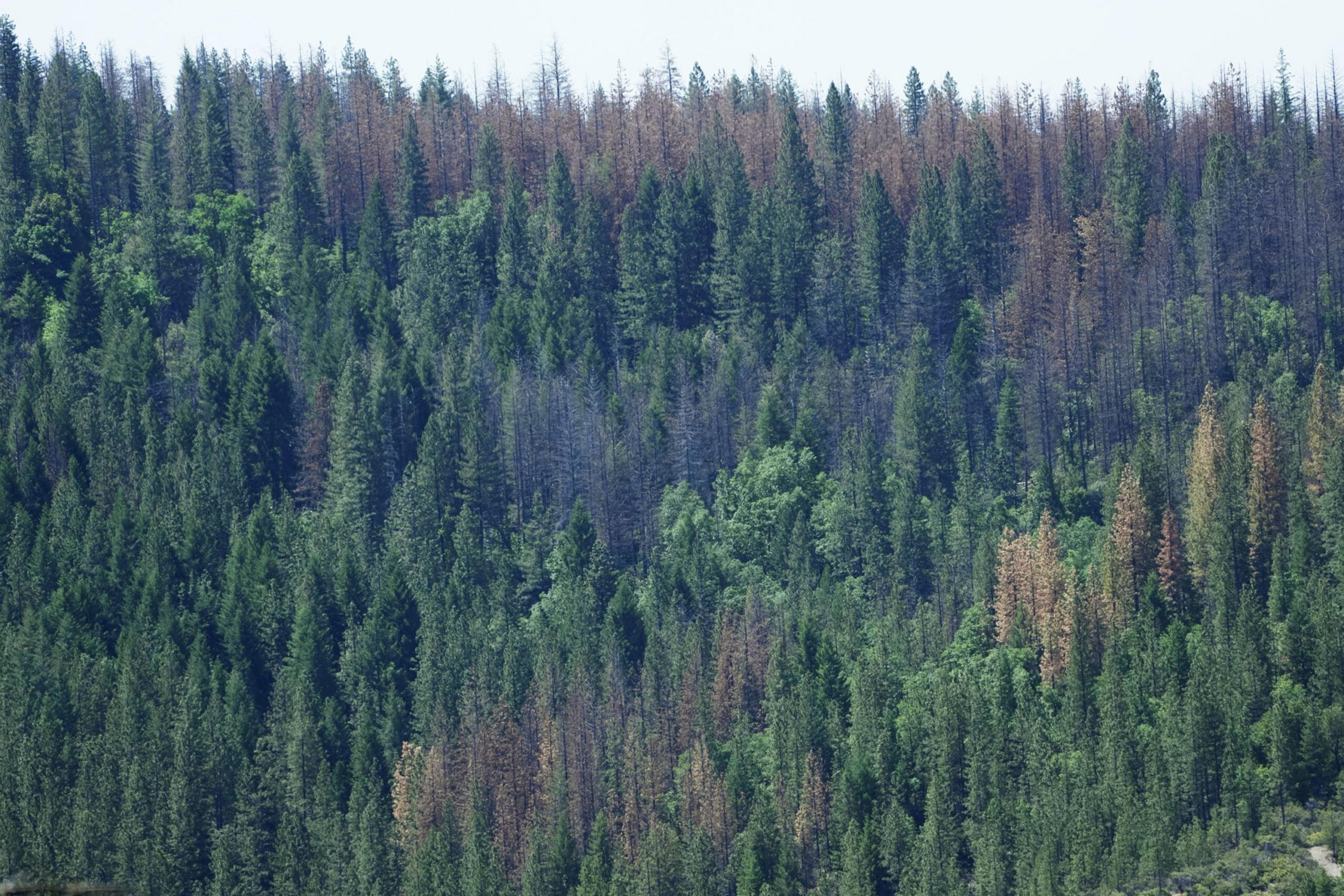 A dense forest of green pine trees with many trees showing brown, dead, or dying needles scattered throughout.