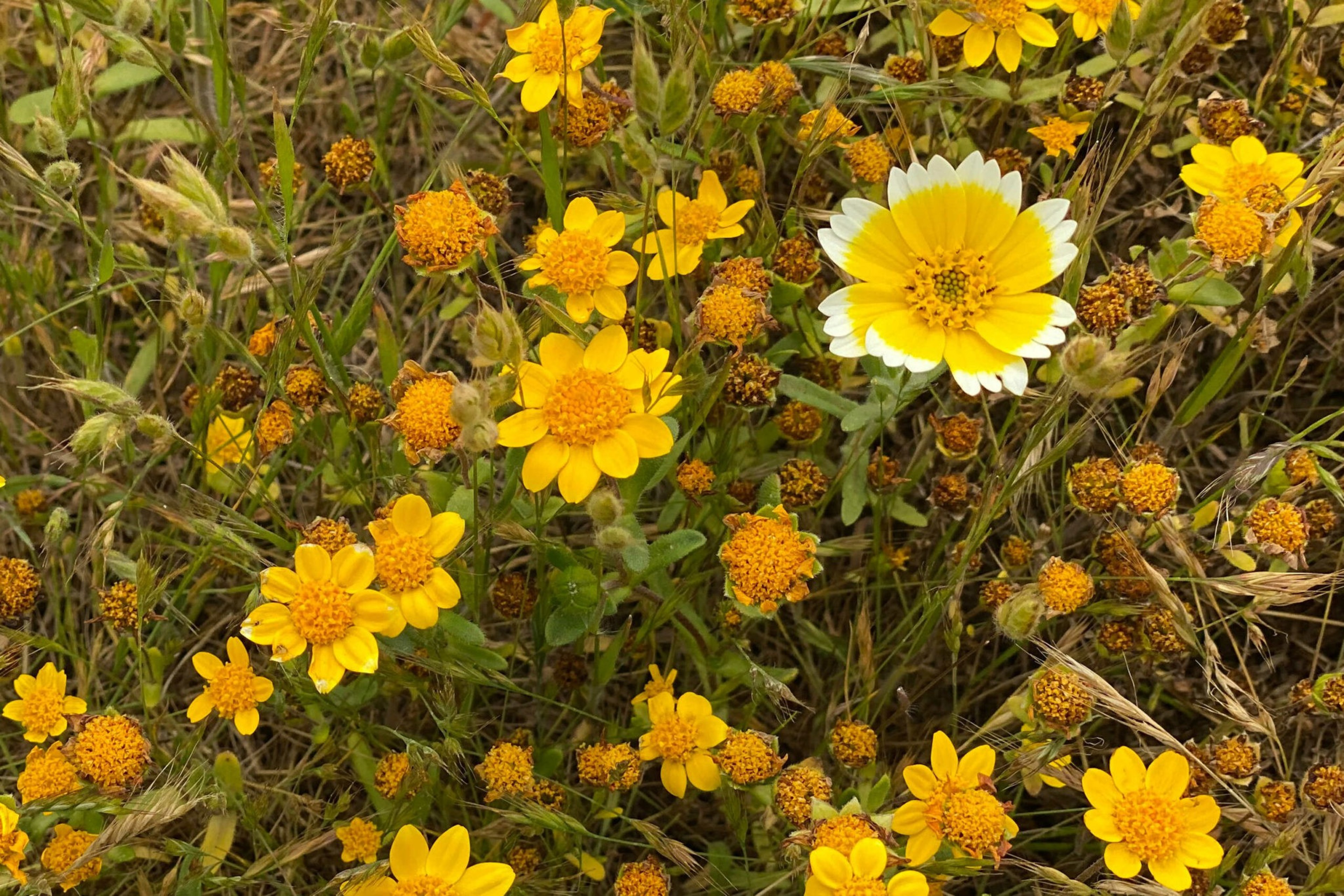 A cluster of small yellow flowers with green stems and leaves, featuring one unique flower with white tips on its yellow petals.