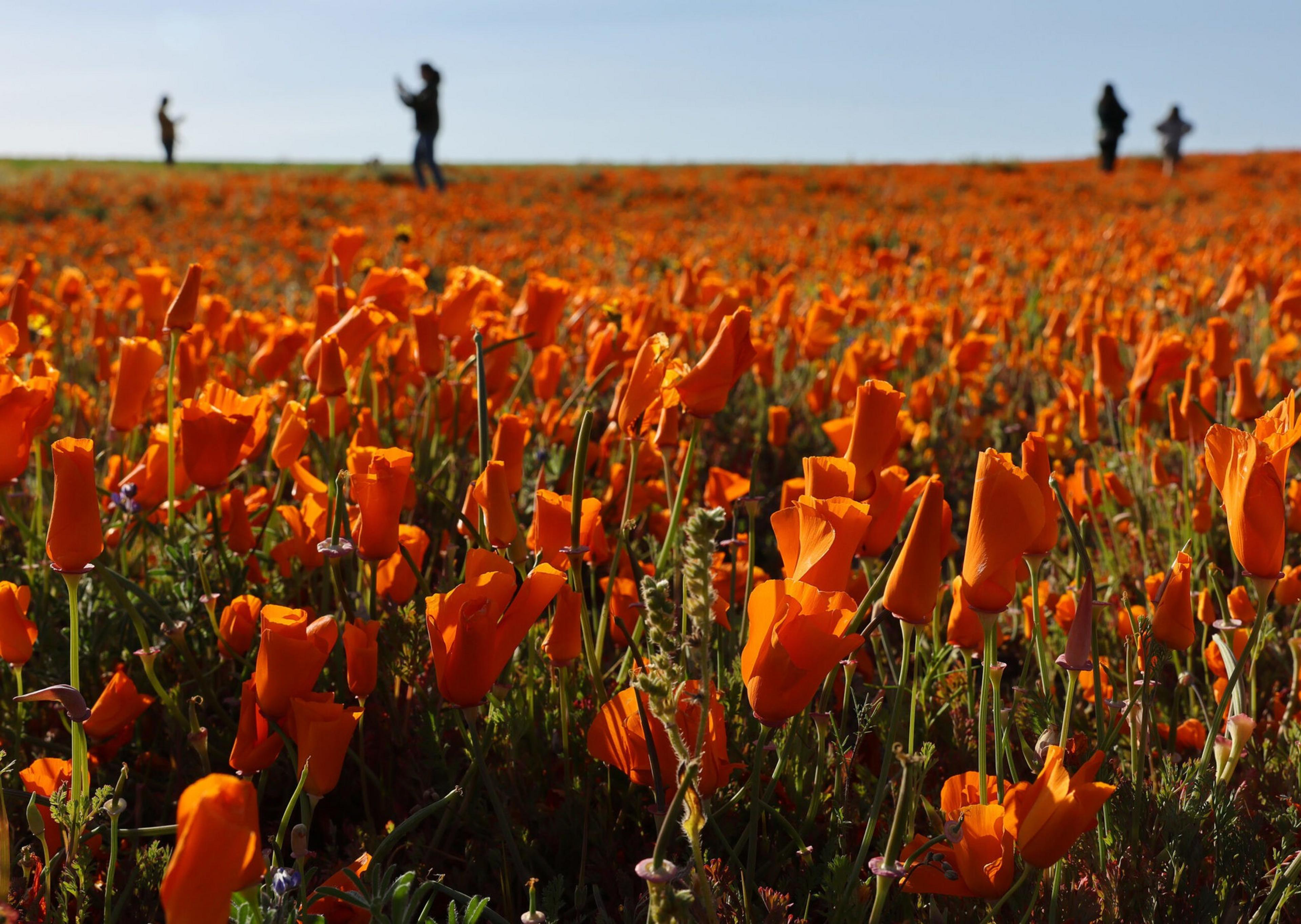 A vast field of orange poppies stretches under a clear sky, with four silhouetted people standing and walking along the horizon.