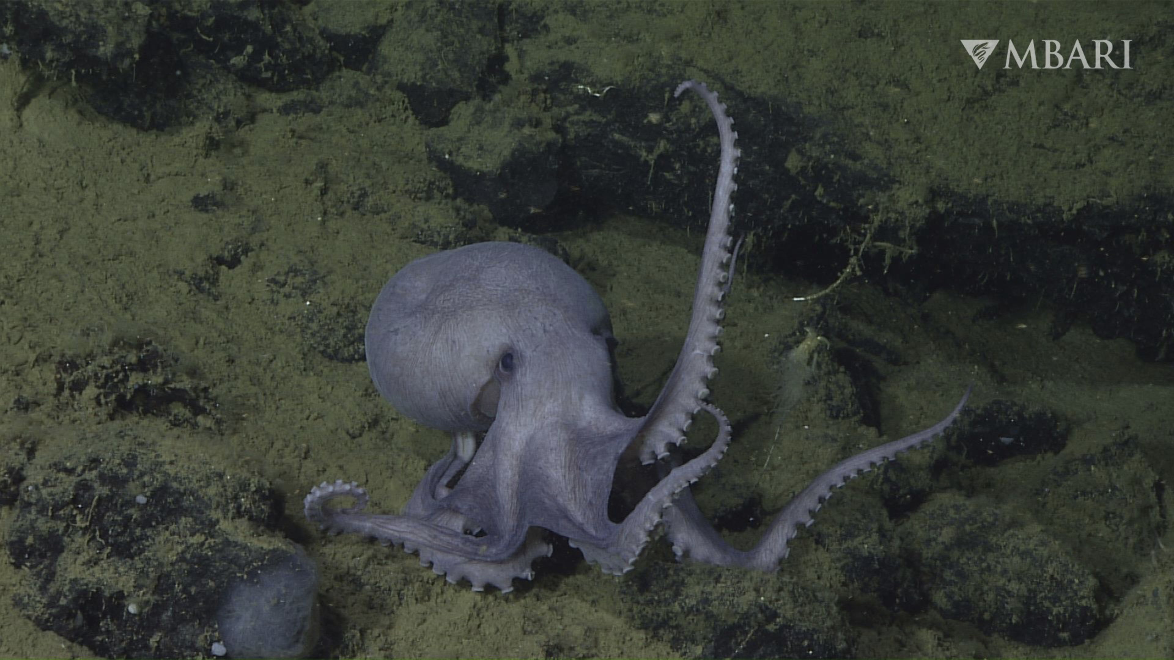 A purple octopus with long arms spreads them on a rocky, greenish ocean floor covered in algae or sediment.