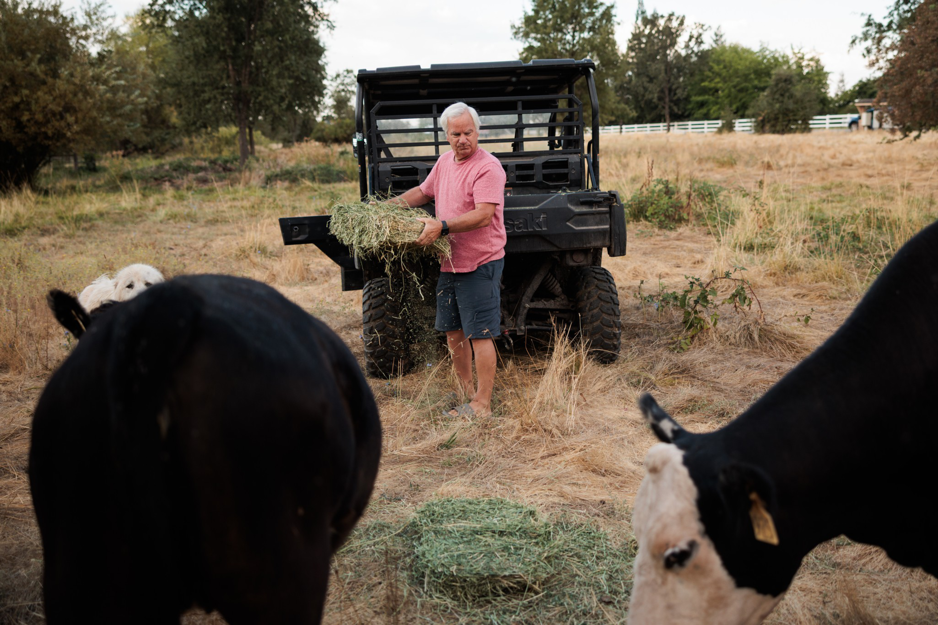 A man in a pink shirt and shorts holds hay, standing next to an off-road vehicle in a grassy field, with two black and white cows nearby.