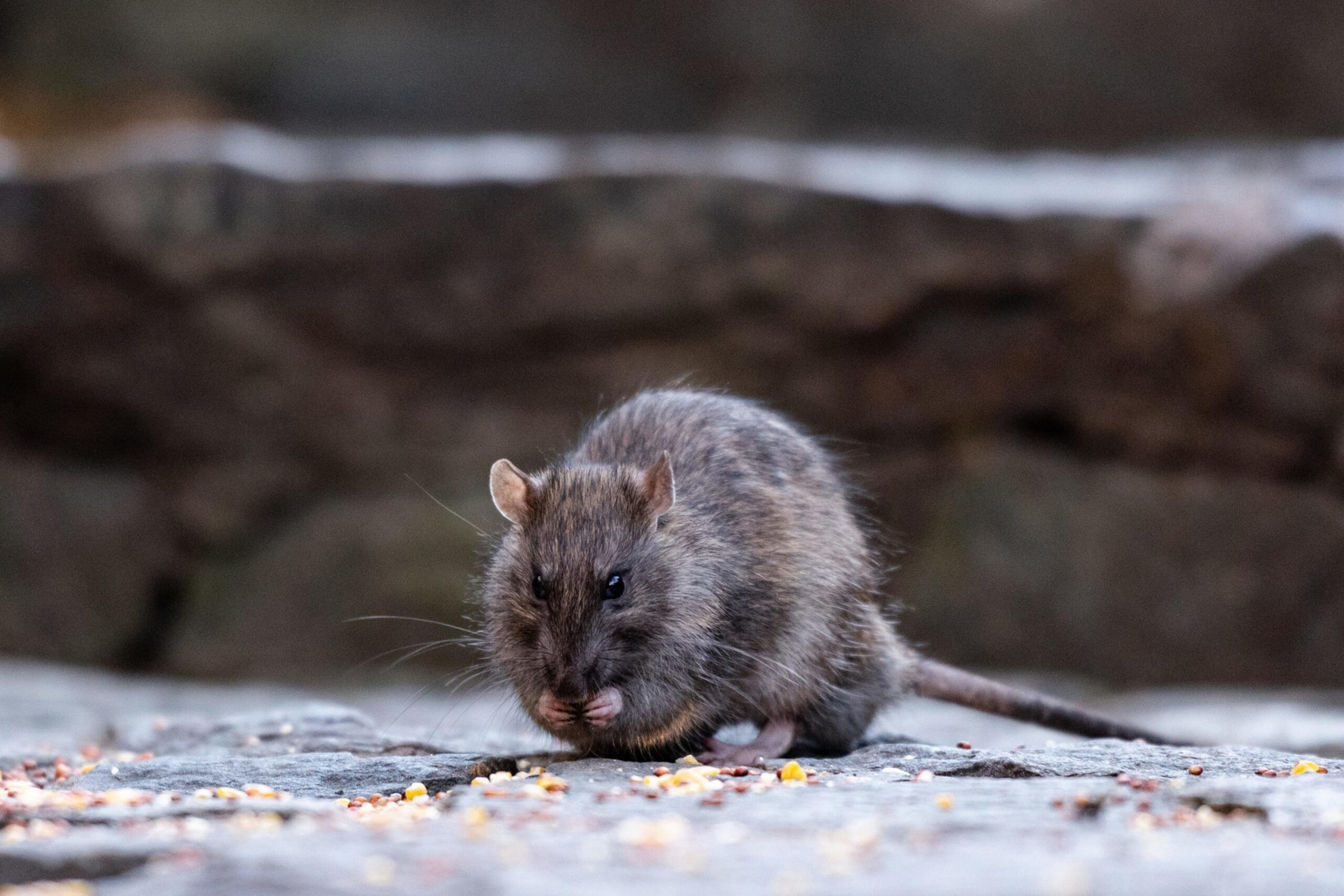 A rat is sitting on a stone surface, nibbling on scattered seeds. Its fur is brown and fluffy, and its long tail extends behind it.
