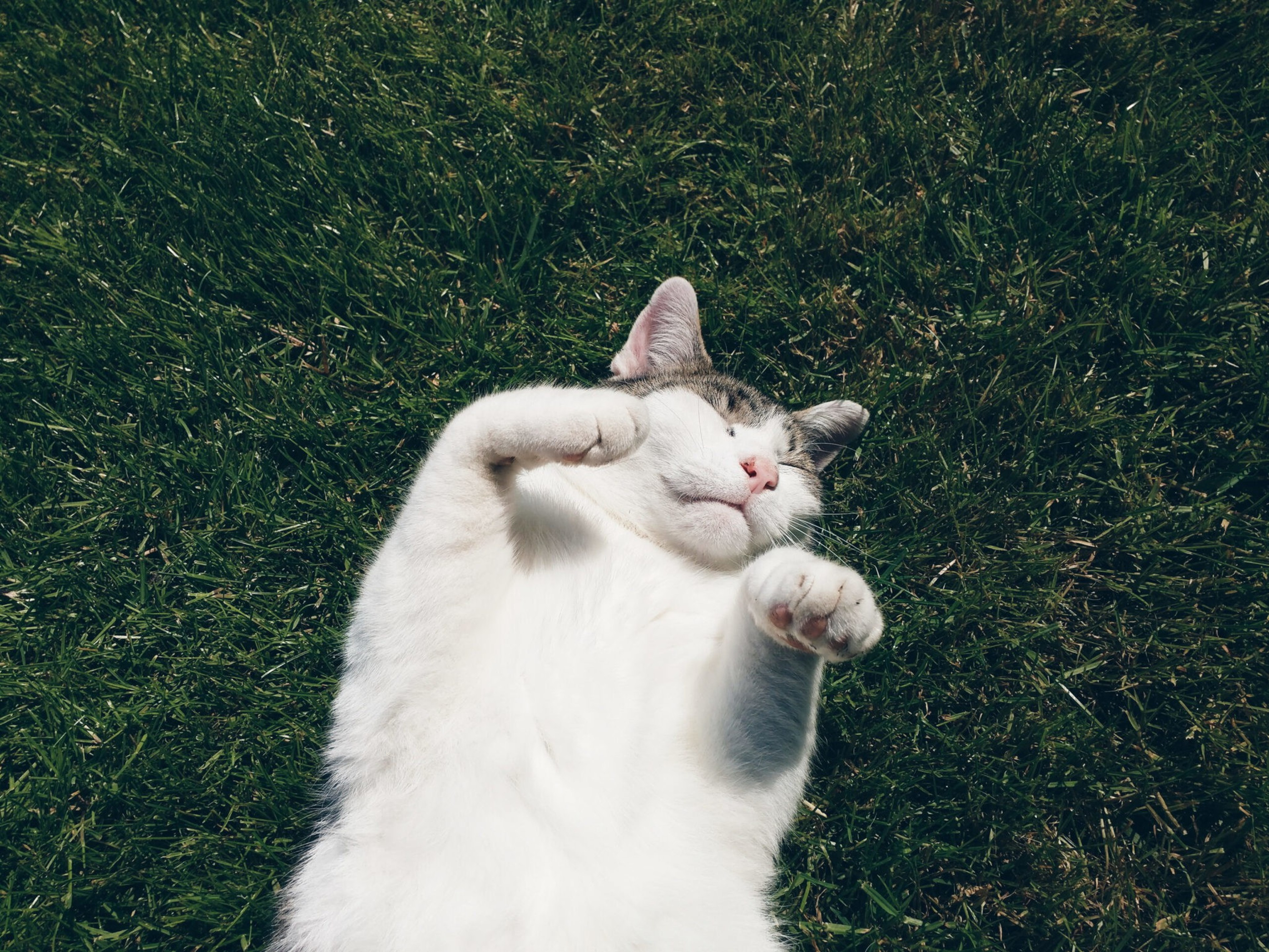 A white and gray cat lies on its back in green grass, with paws raised and eyes closed, appearing relaxed and content.