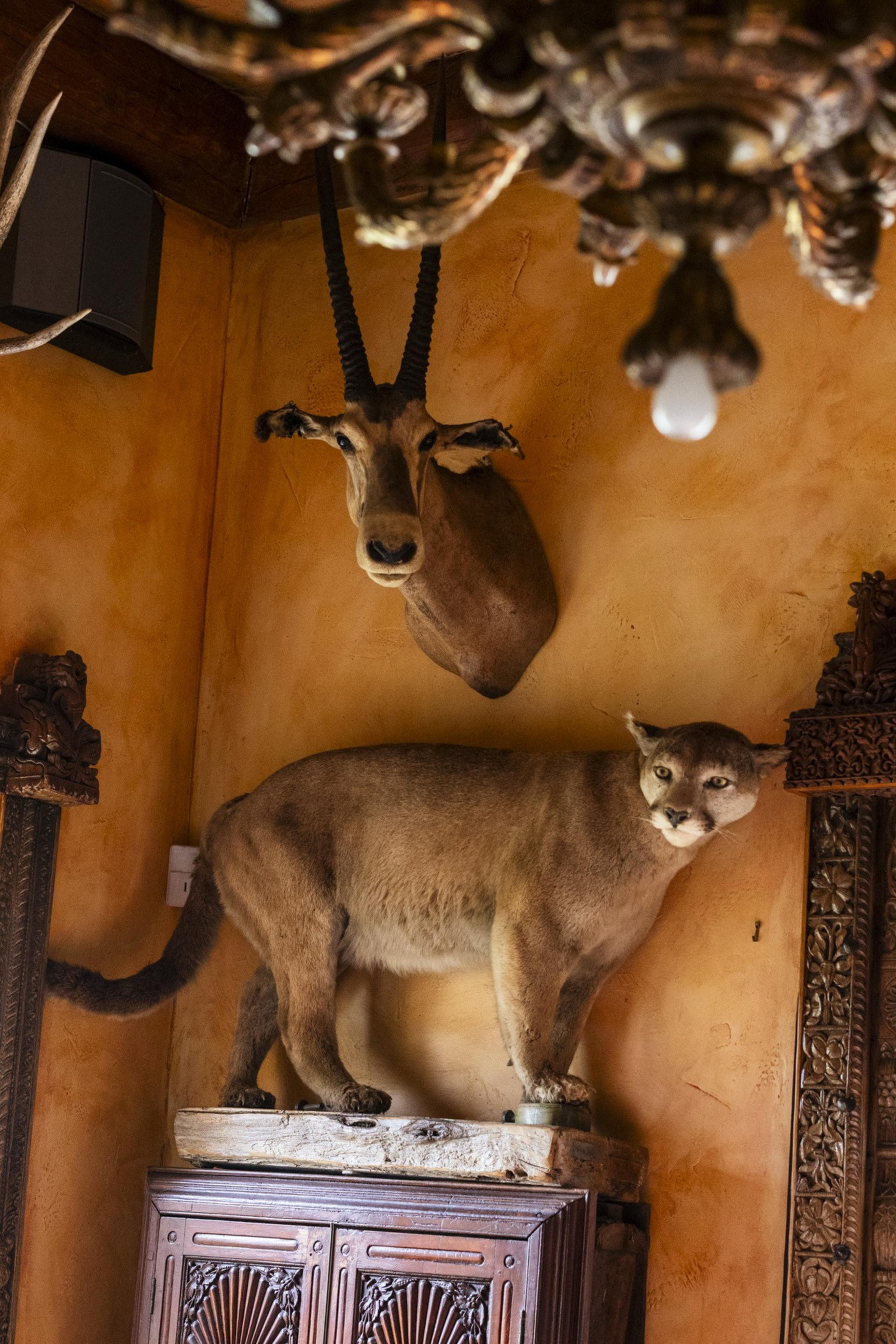 The image shows a mounted antelope head on a wall and a taxidermy cougar on a cabinet. Both are in a warmly lit room with ornate wooden carvings.