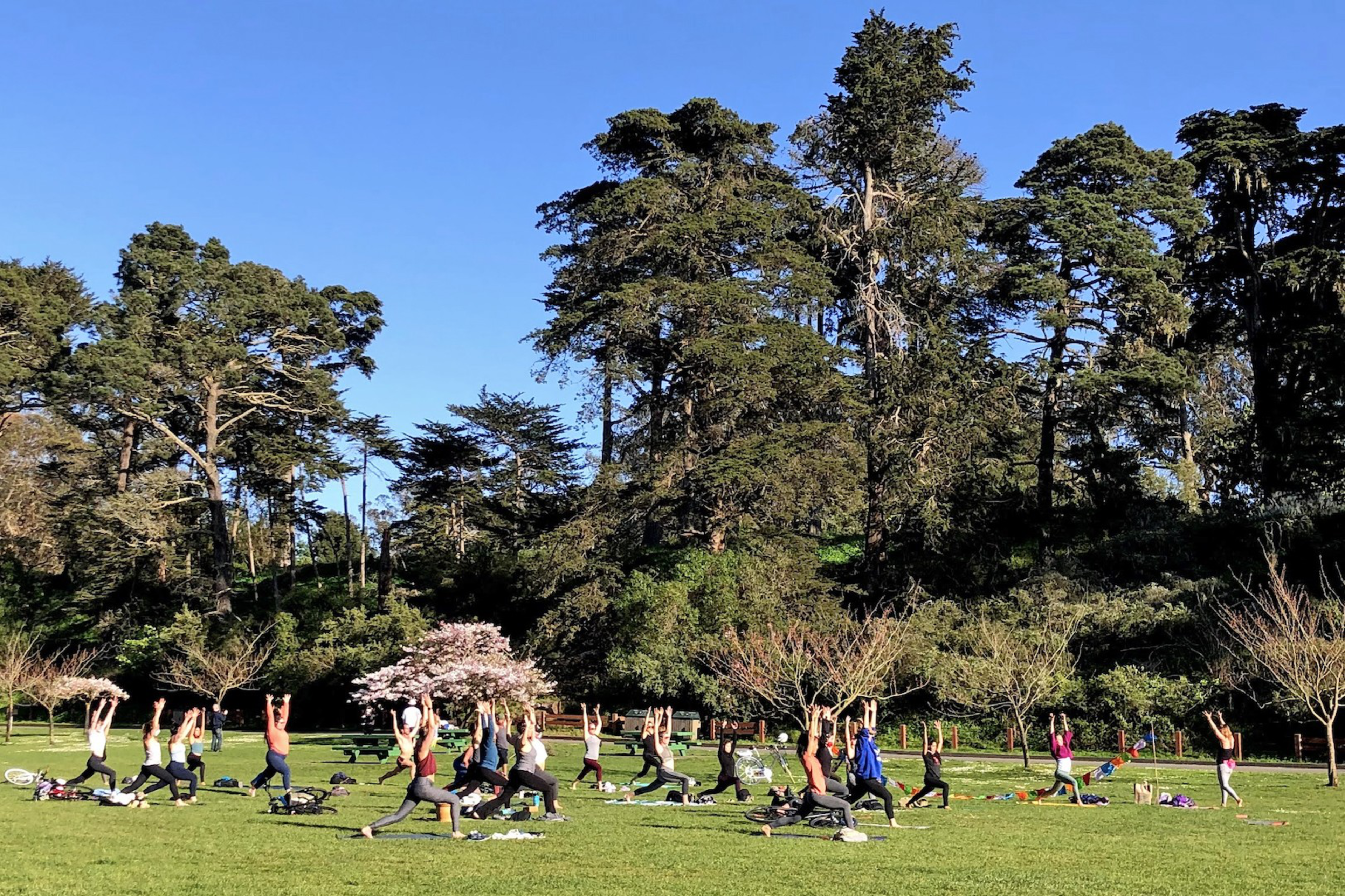 A group of people are practicing yoga in a park under a clear blue sky, surrounded by tall trees and greenery.