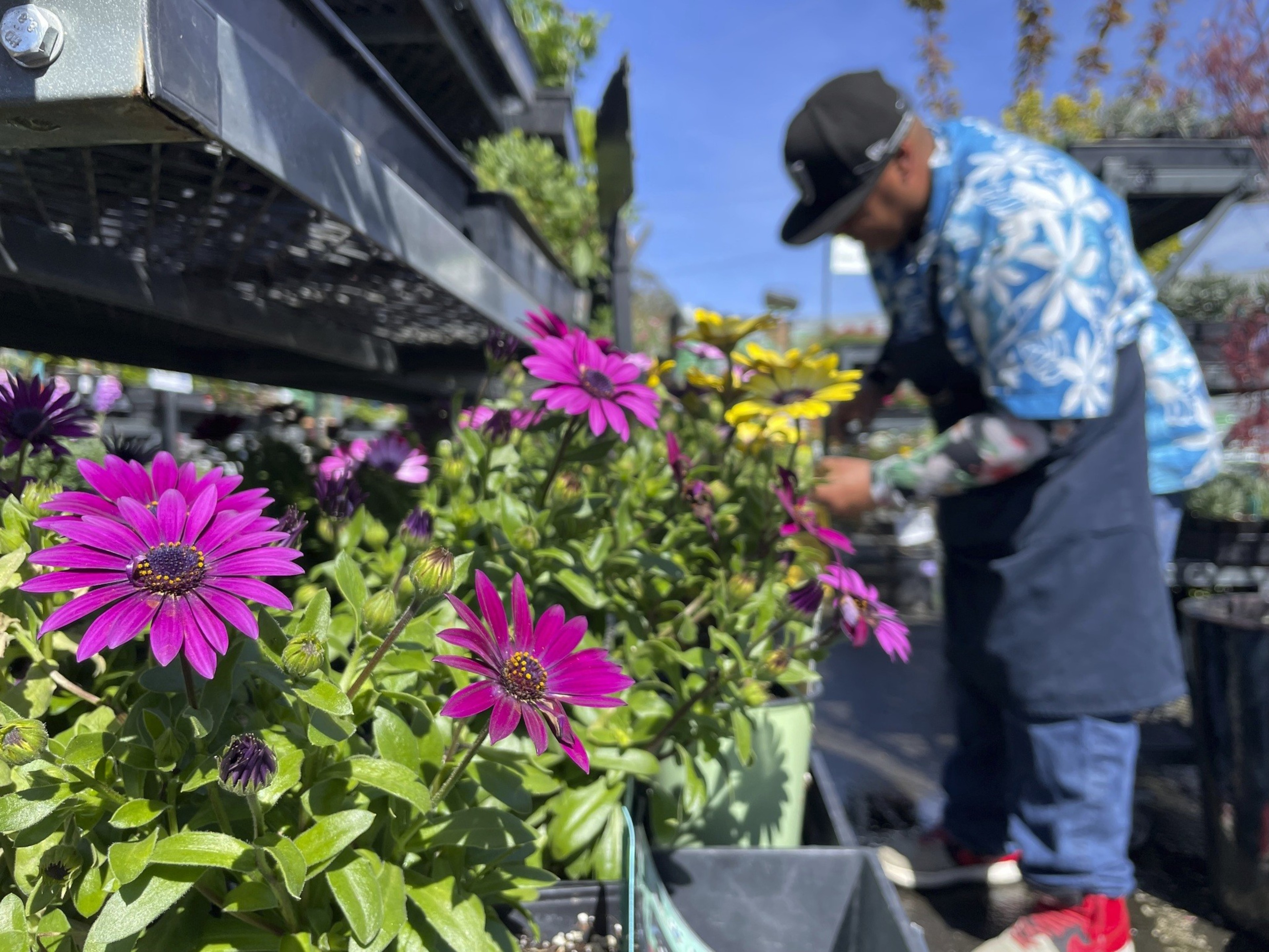 A plant store employee tends to plants outdoors