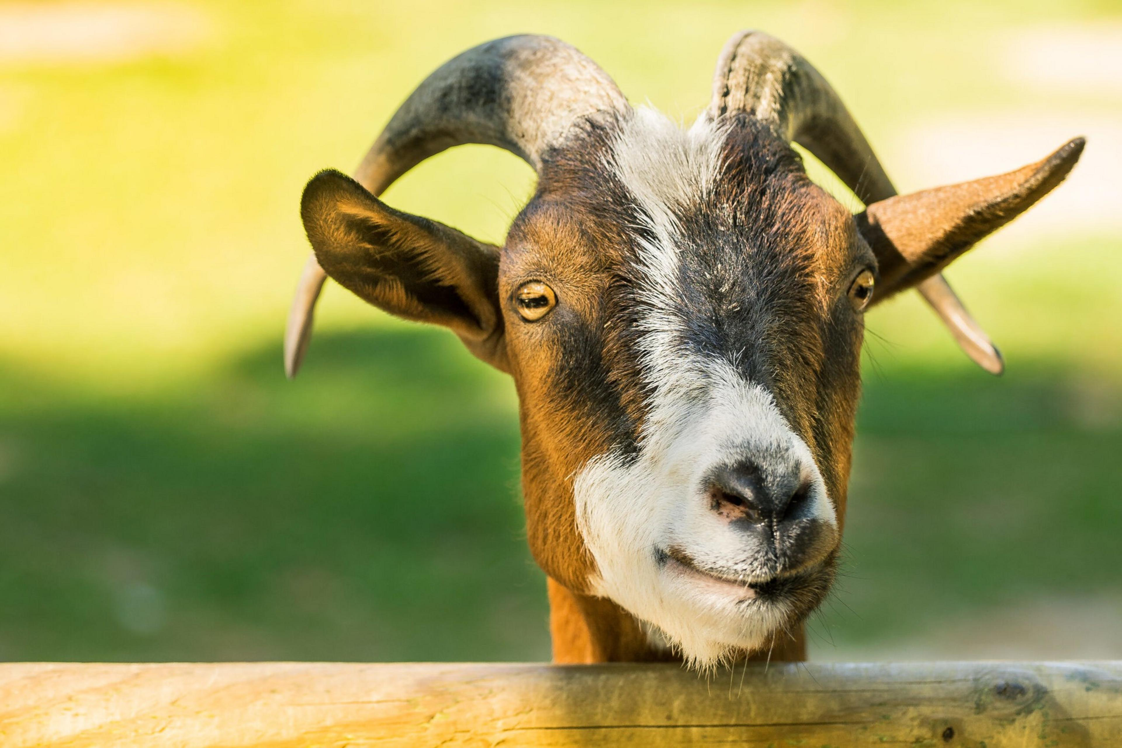 A brown and white goat with curved horns and yellow eyes peers over a wooden fence with a blurred green background behind it.