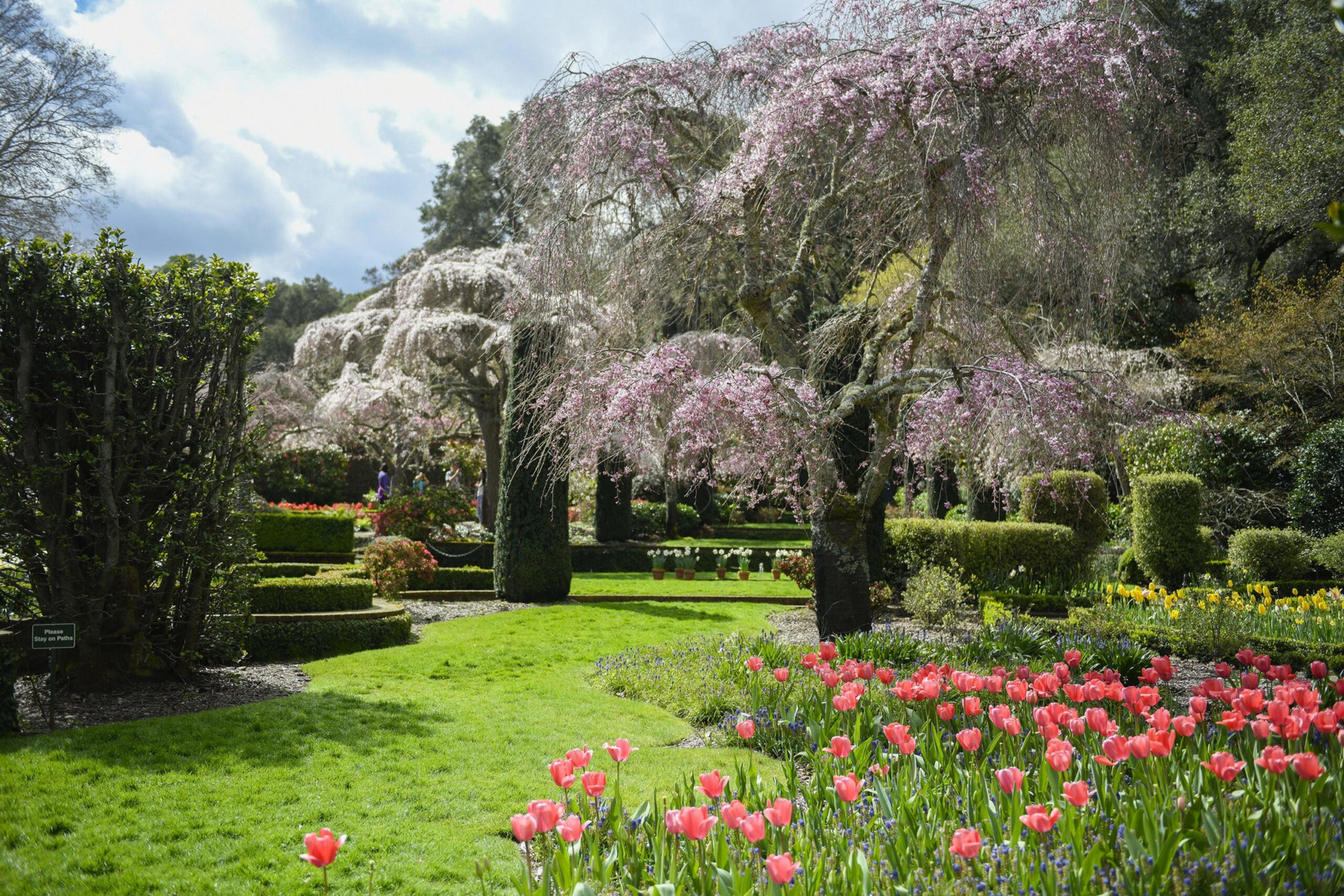 A lush garden features pink cherry blossom trees, bright pink tulips, neatly trimmed hedges, and a winding green grass path under a partly cloudy sky.
