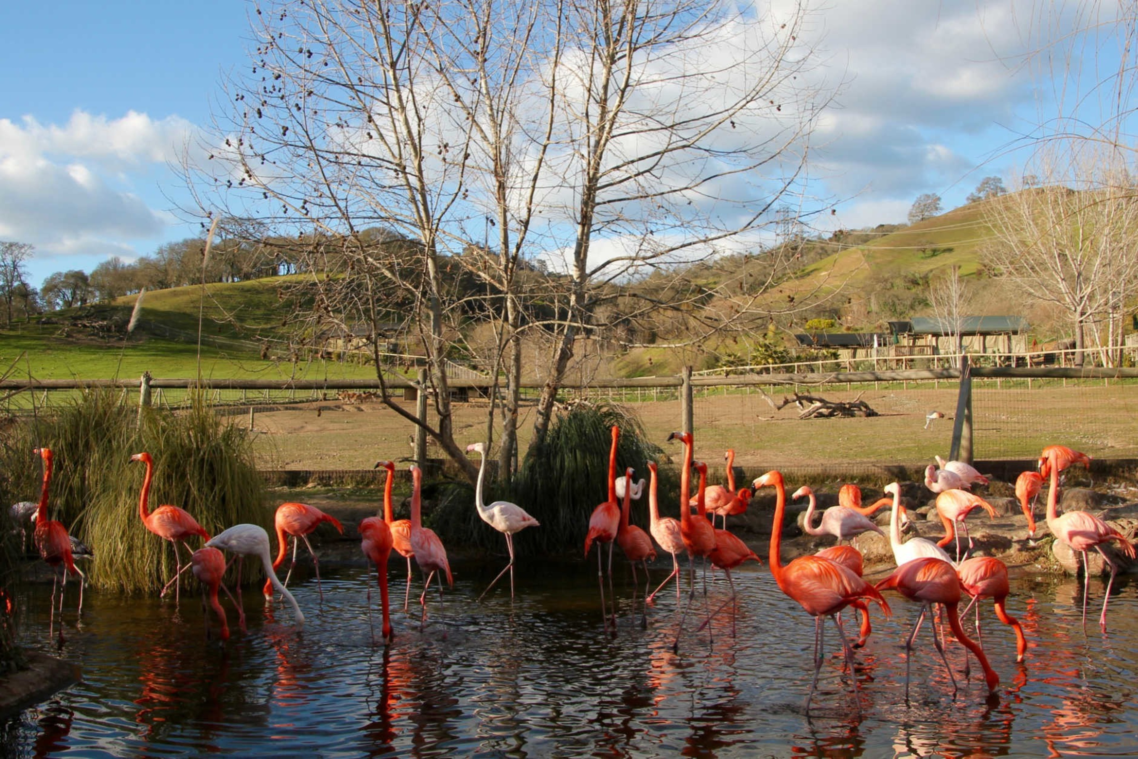 A group of bright pink flamingoes walk in a pond. 