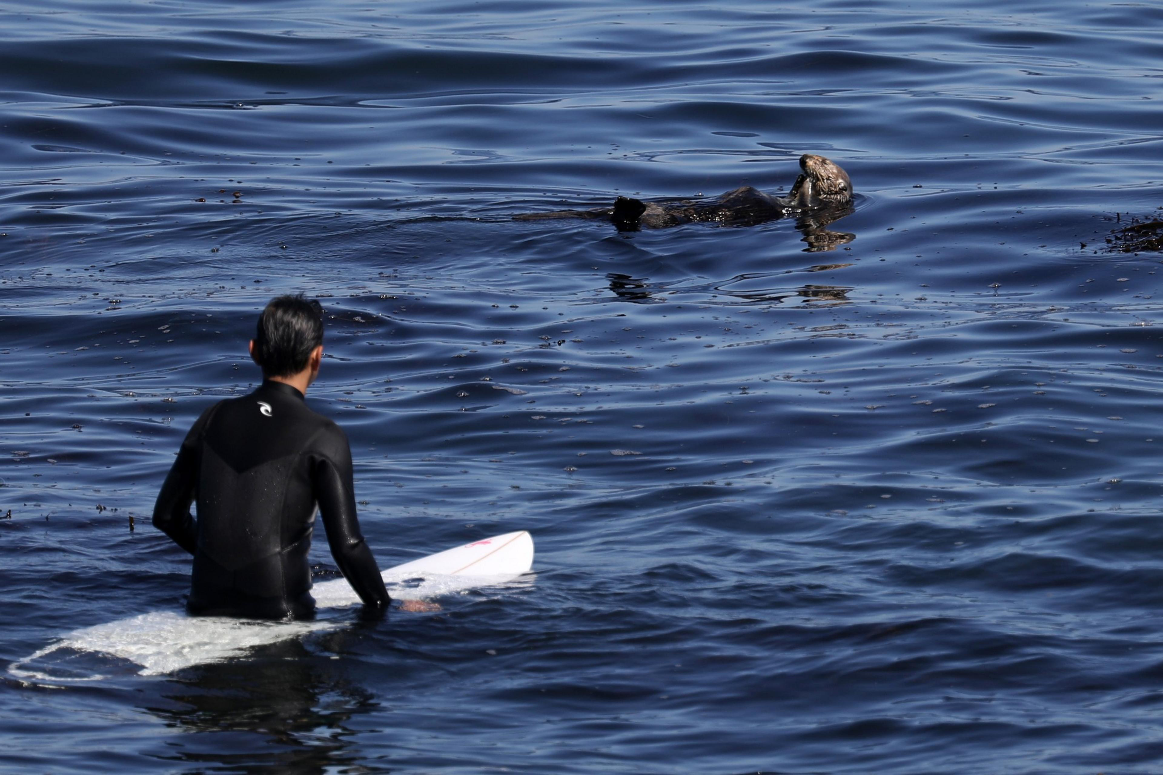 A surfer in a black wetsuit sits on a white surfboard in the water, looking at a sea otter floating on its back nearby. The ocean is calm and slightly rippled.