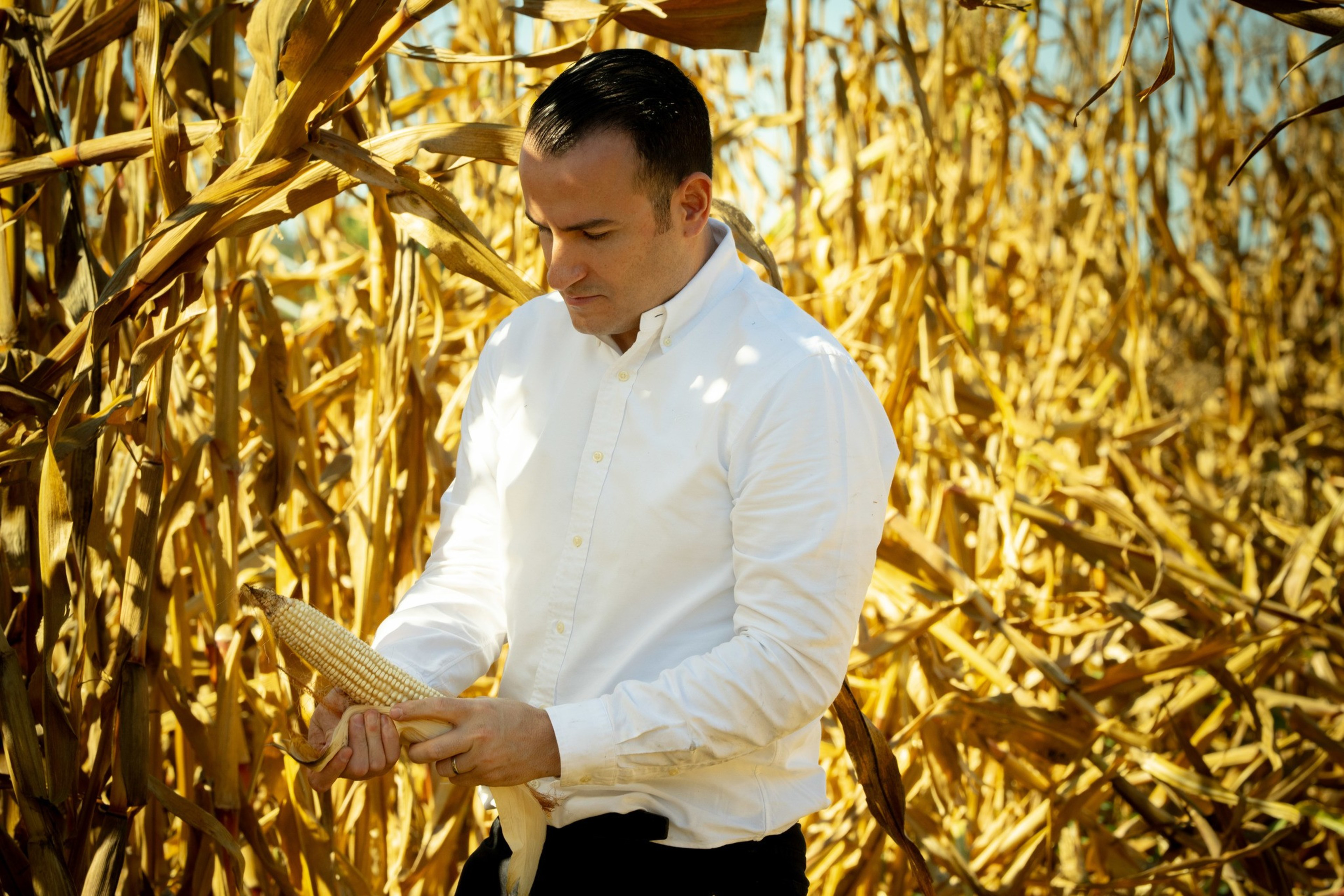 A man in a white shirt inspects an ear of corn in a sunlit, dried cornfield during harvest season.