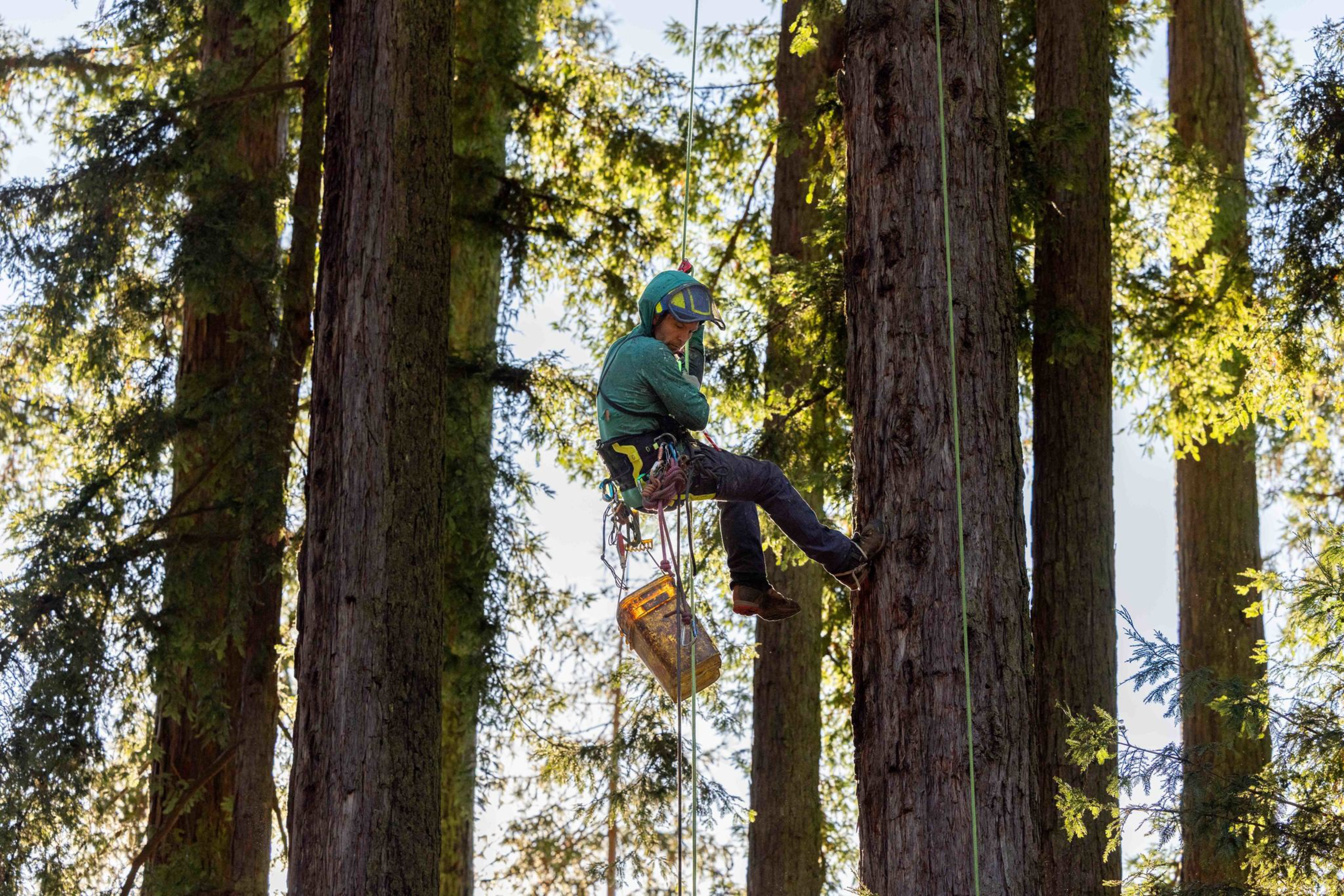 A person wearing a helmet and safety gear is suspended by ropes, climbing or working on a tall tree in a dense forest with sunlight filtering through.