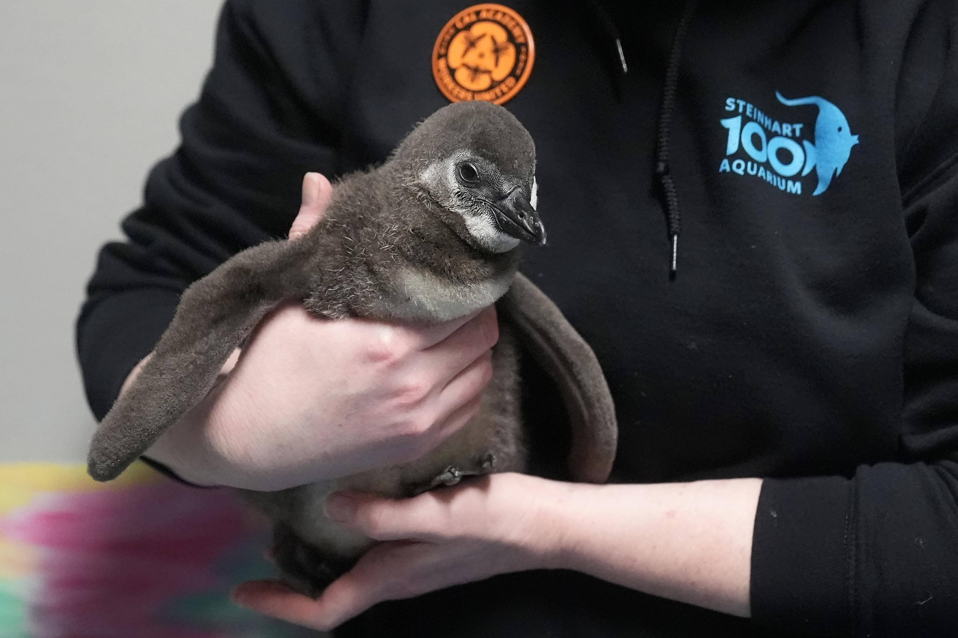 Baby penguin