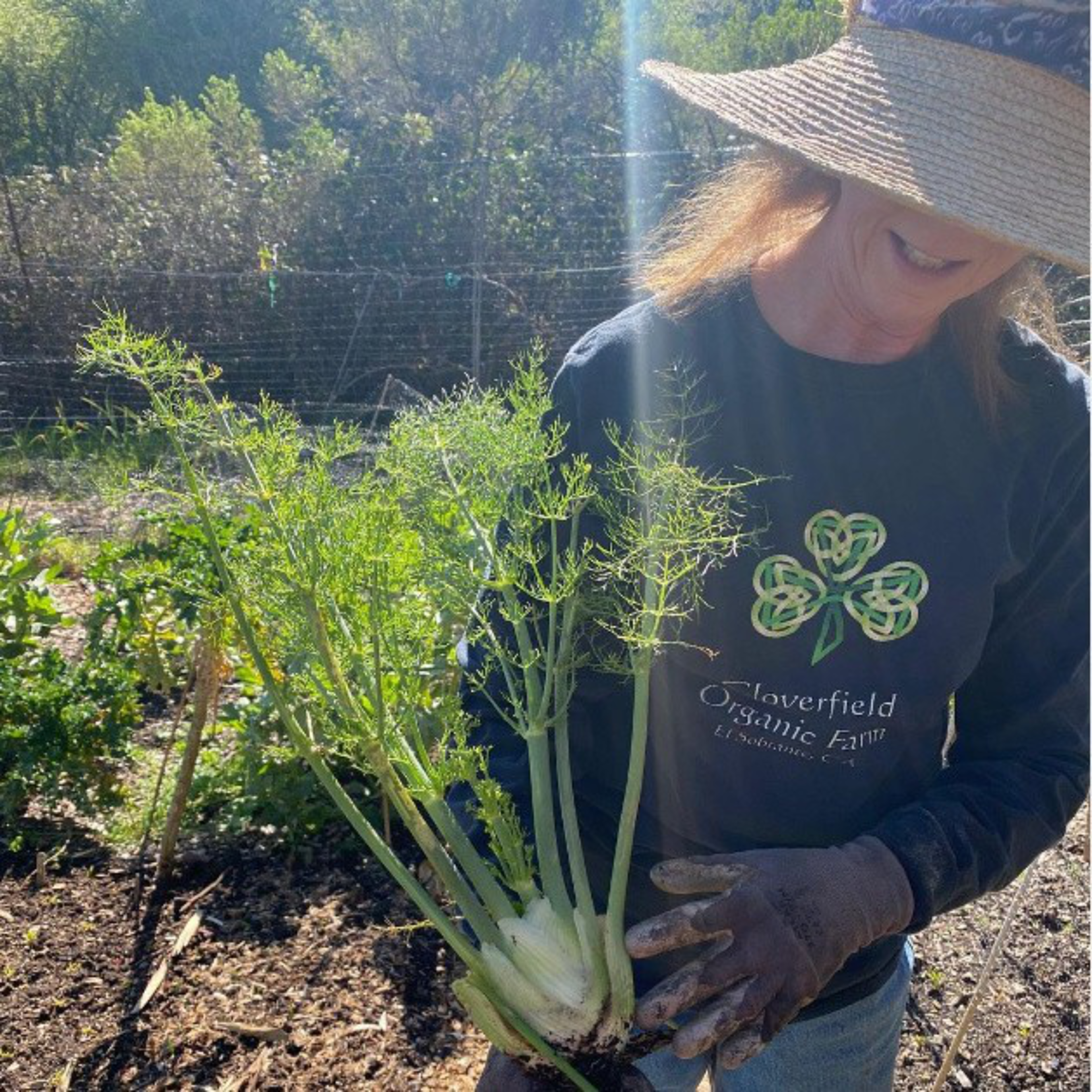 A person wearing a wide-brimmed hat and gloves holds freshly harvested fennel with green stalks and feathery leaves.
