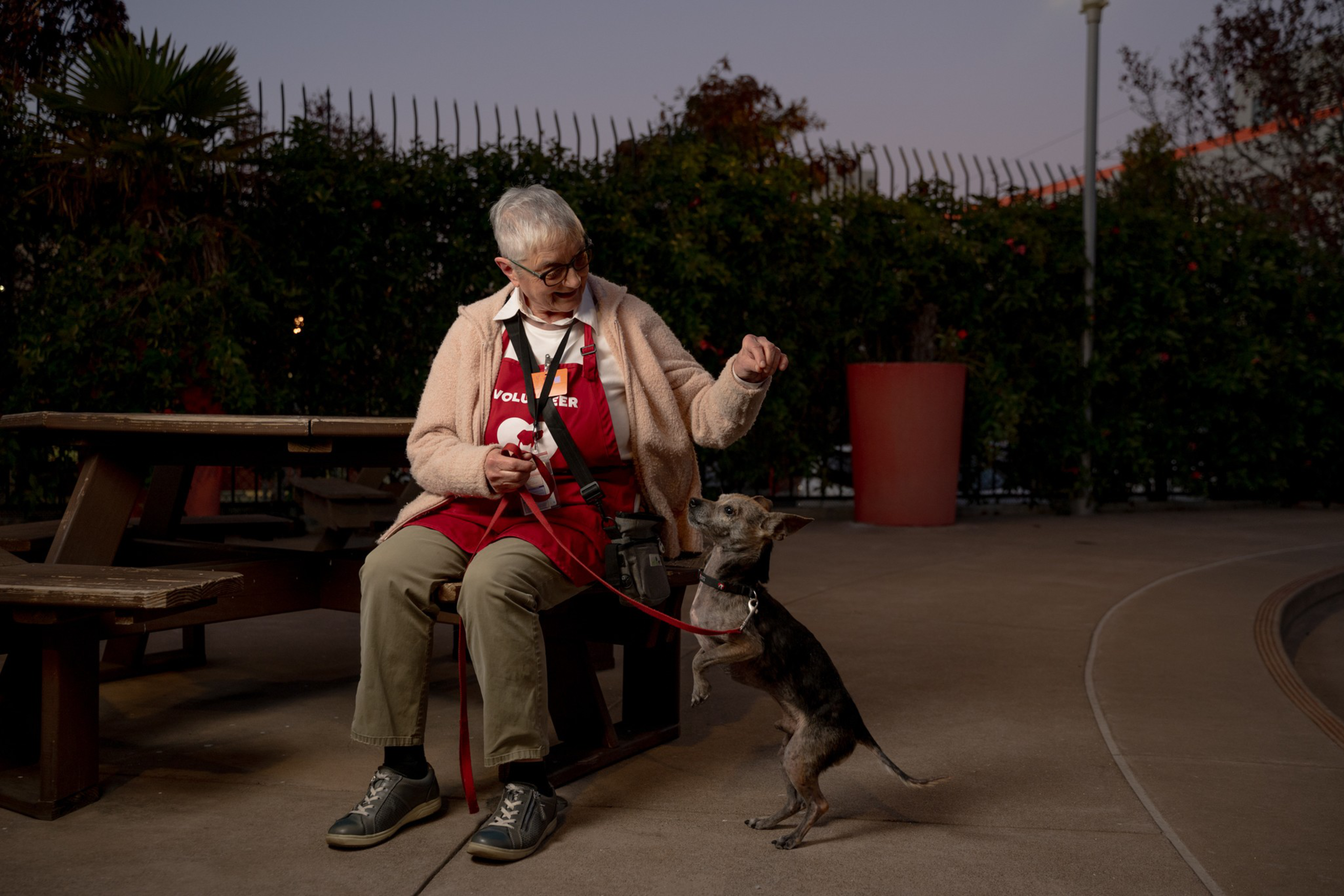An elderly person in a volunteer apron sits on a bench, holding a small dog on a leash. The dog is standing on its hind legs, looking up attentively.