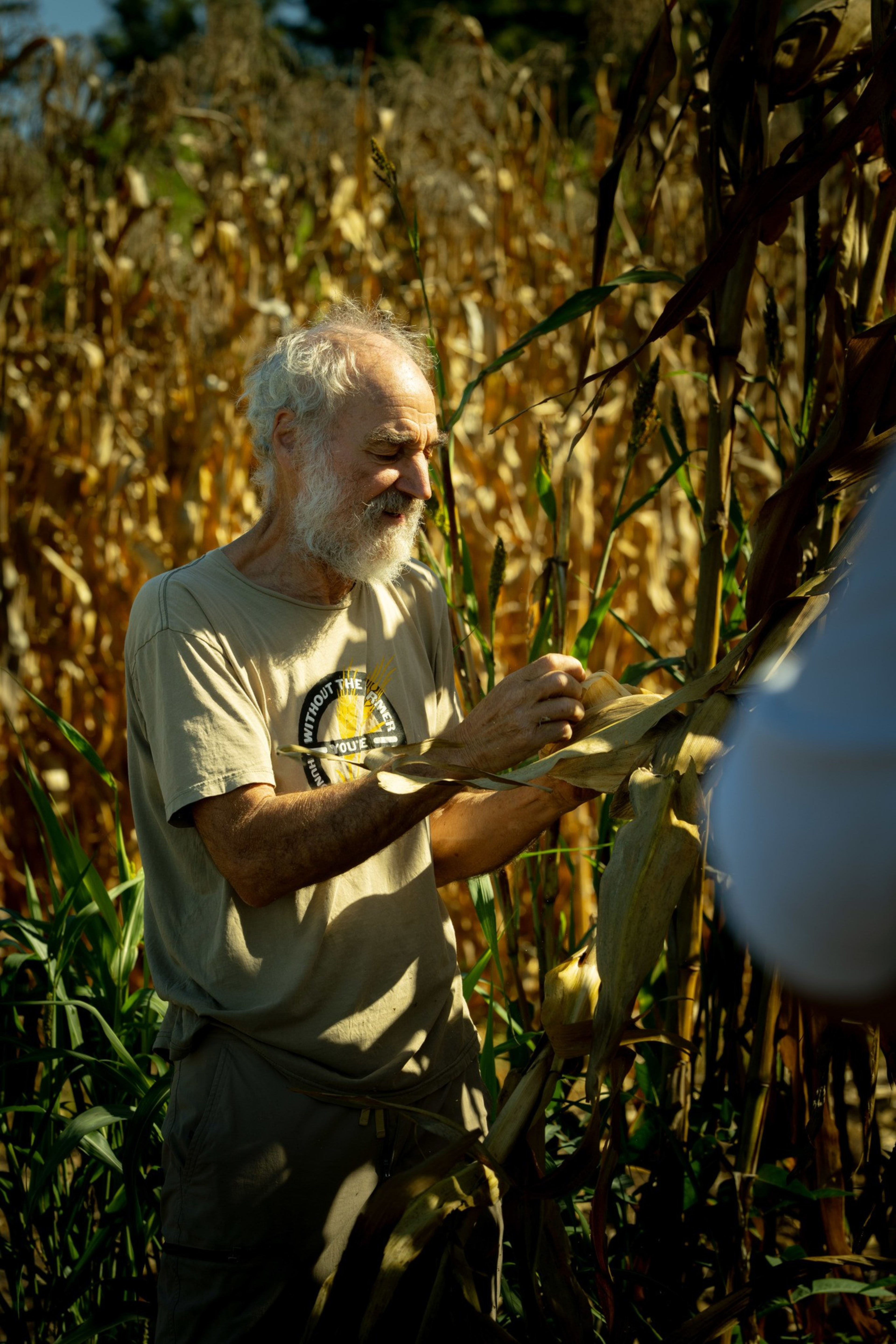 An elderly man with white hair and beard inspects dry corn stalks in a sunlit field, gently touching the husks.