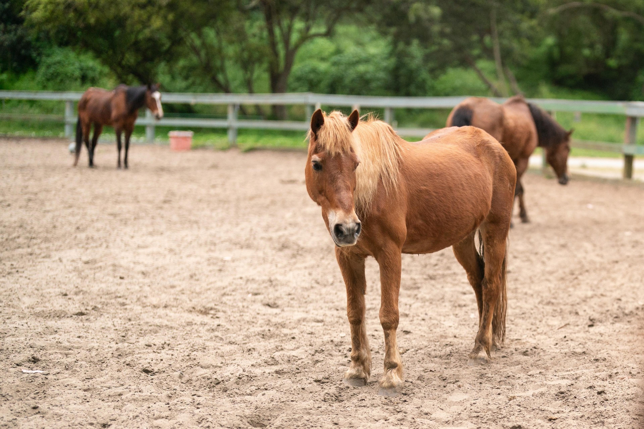 Three horses in an enclosure; one chestnut horse in the foreground looks toward the camera, while two others are further back, grazing.