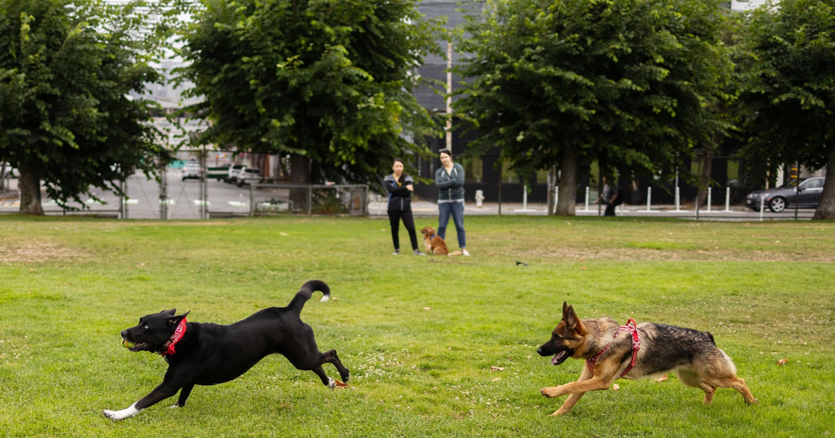 Dog owners at war with city after rangers hound them out of park with ...