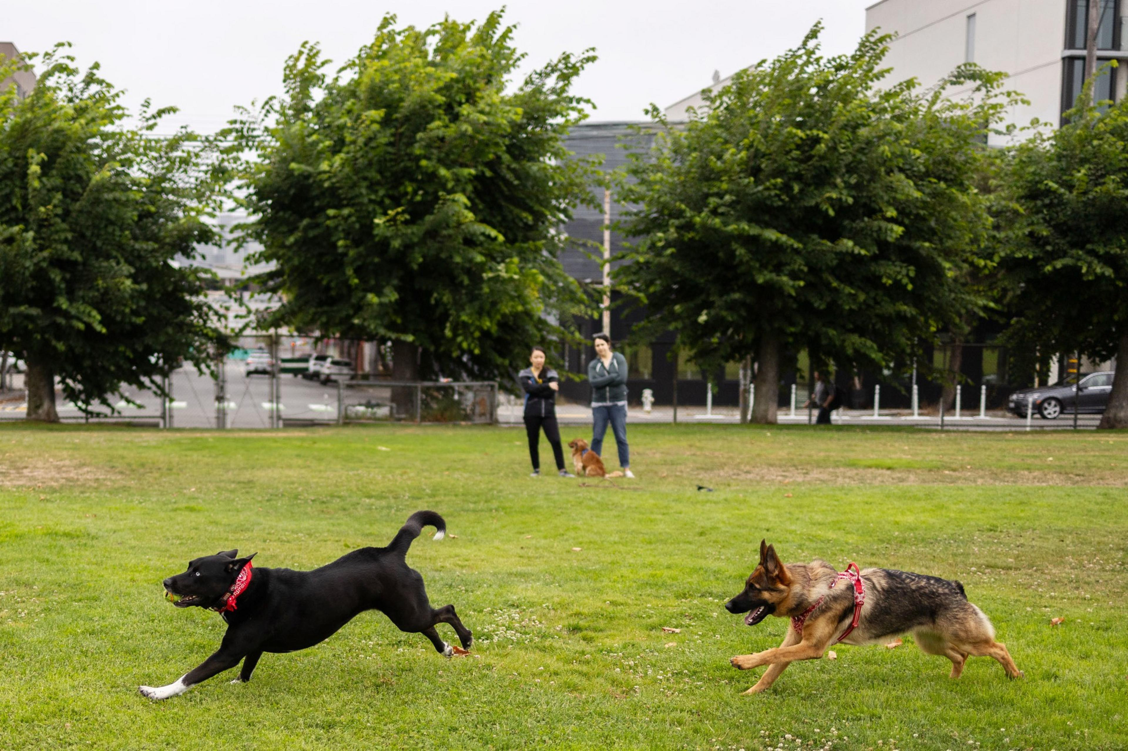 Two dogs, one black and the other a German Shepherd, run playfully on a green field in a park, while two people in the background observe with another dog.