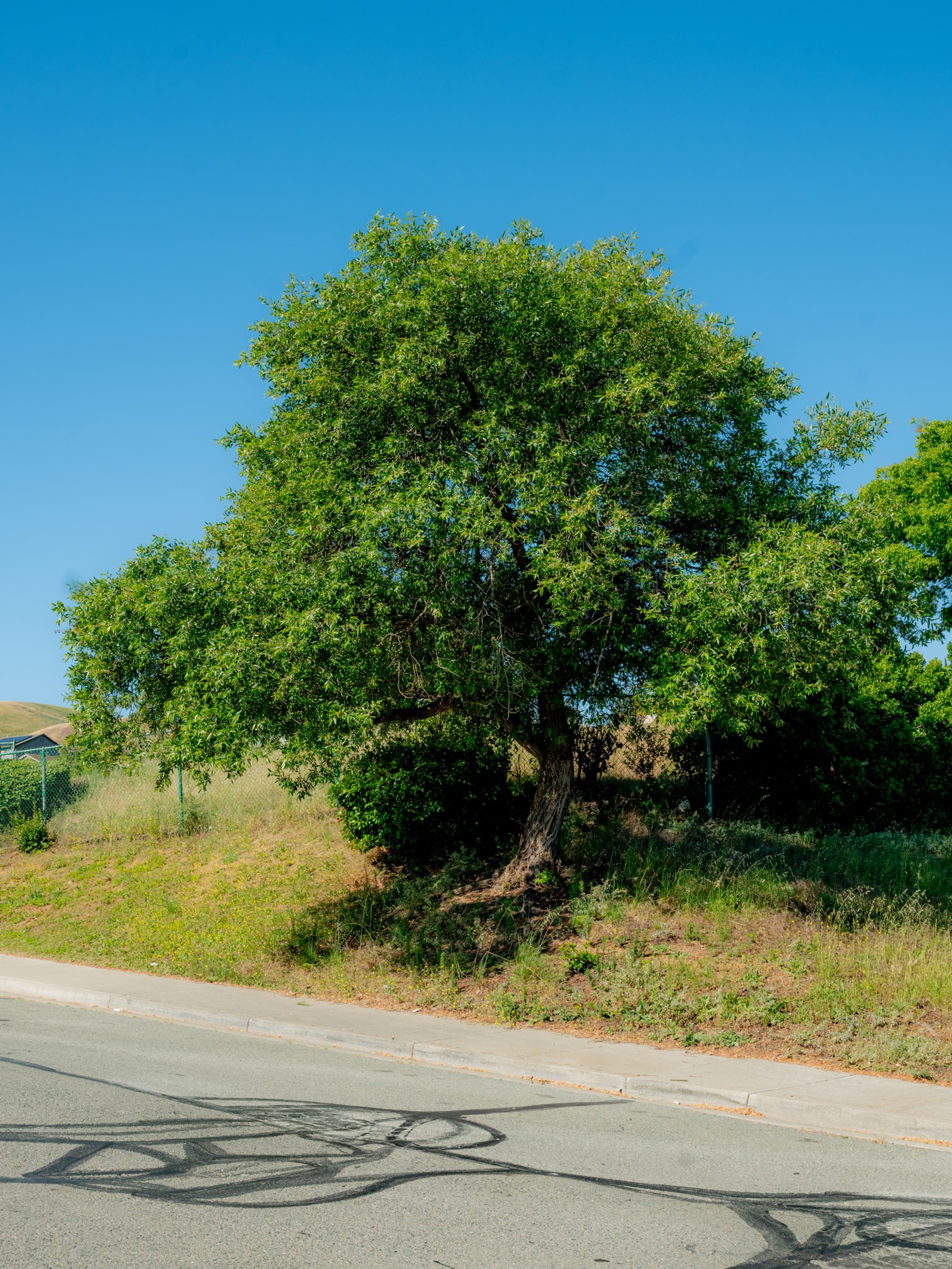 A large leafy tree stands on a grassy slope beside a paved road under a clear blue sky.