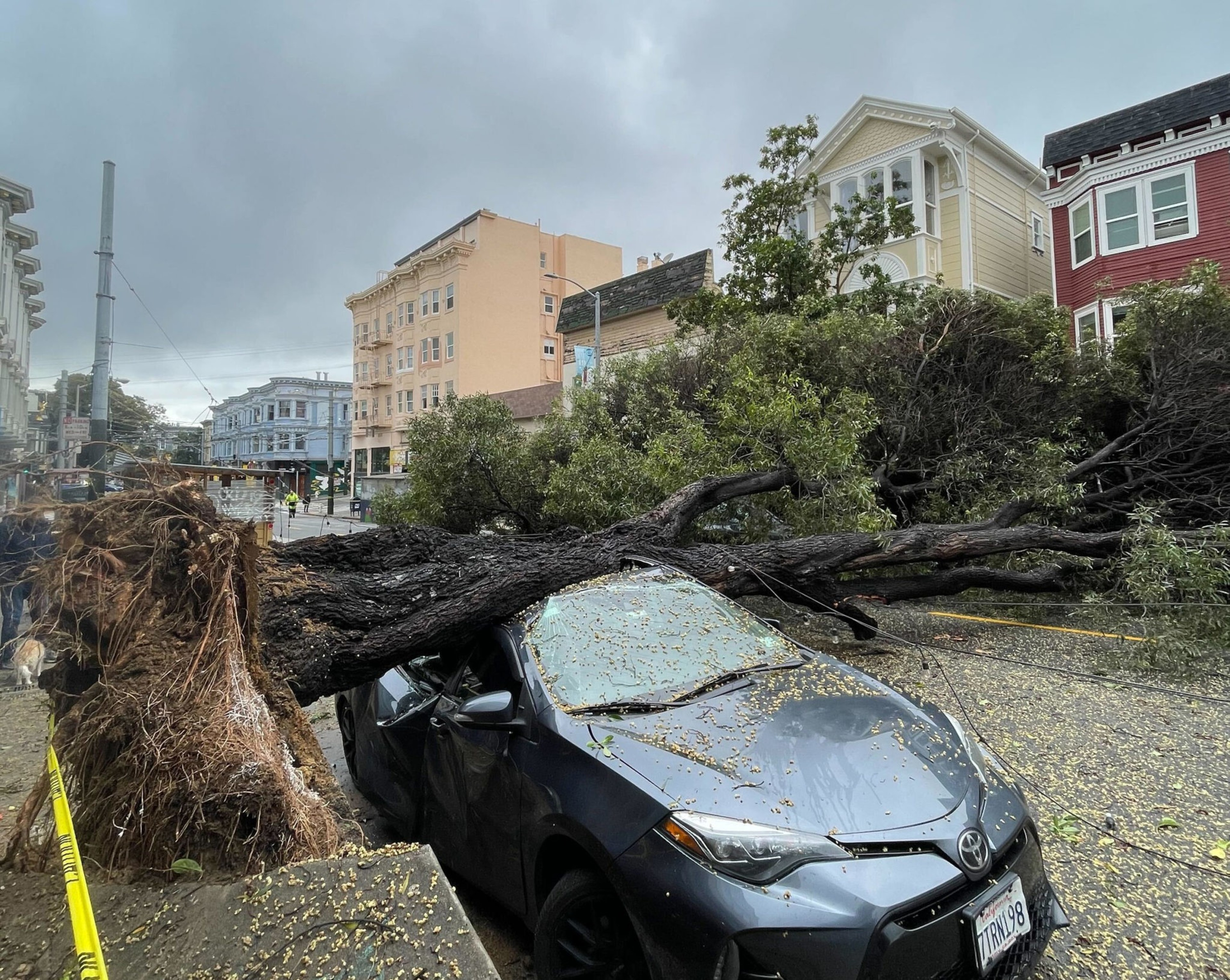 A large uprooted tree has fallen across a street, crushing a parked gray car's roof and scattering leaves and debris around.