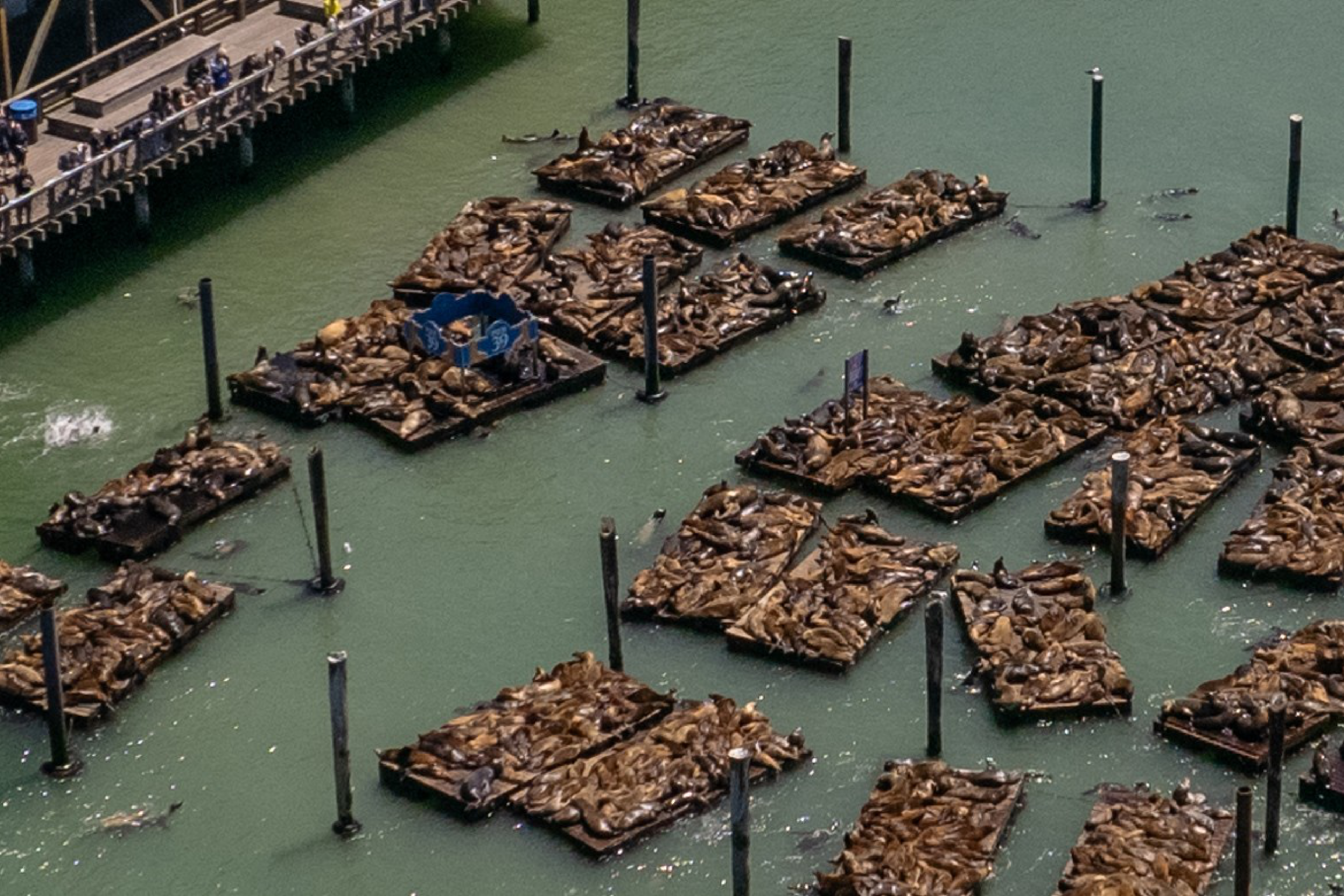 Aerial view of sea lions resting on floating docks, with people observing from a nearby pier.