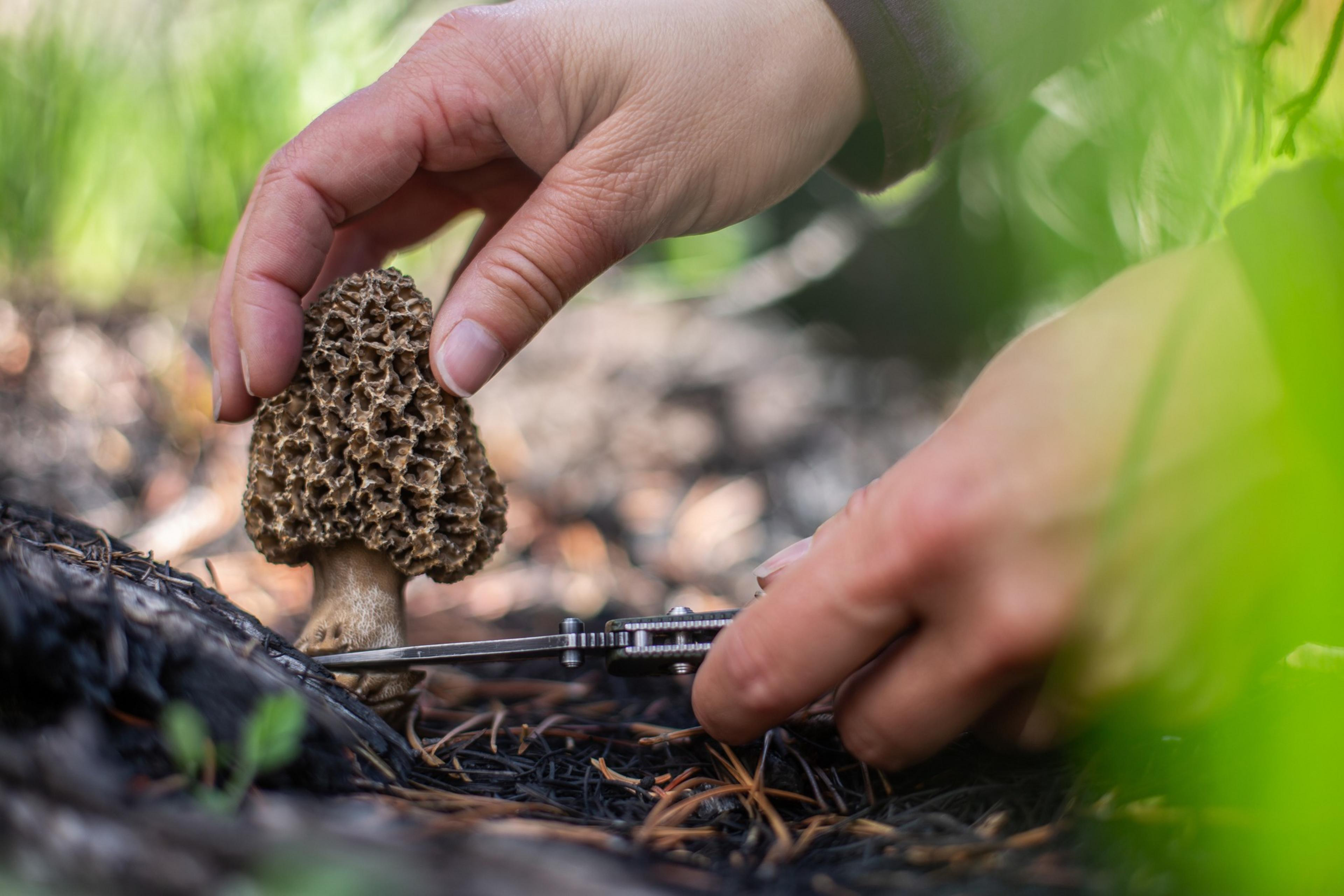 Hands are carefully cutting a morel mushroom at its base with a small folding knife in a natural, outdoor setting.