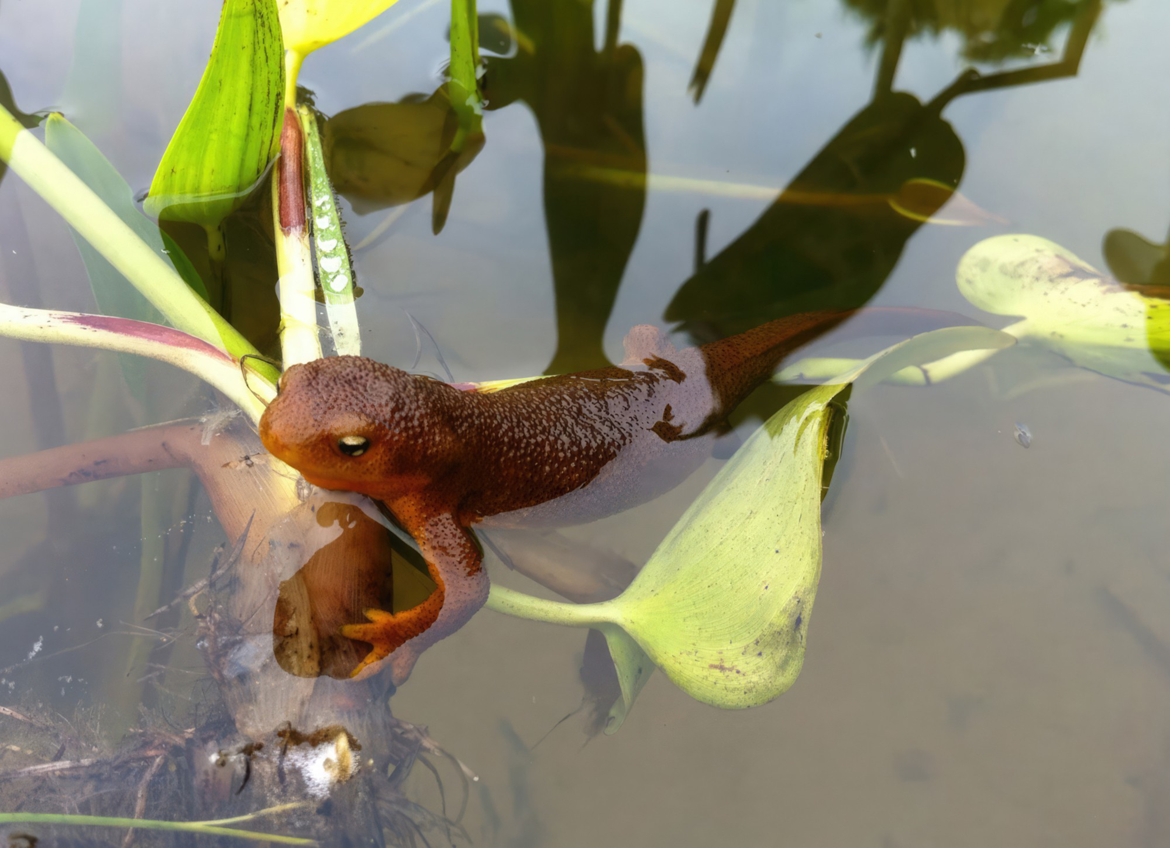A brown newt with a textured skin is partially submerged in clear water, resting on green aquatic plant leaves.