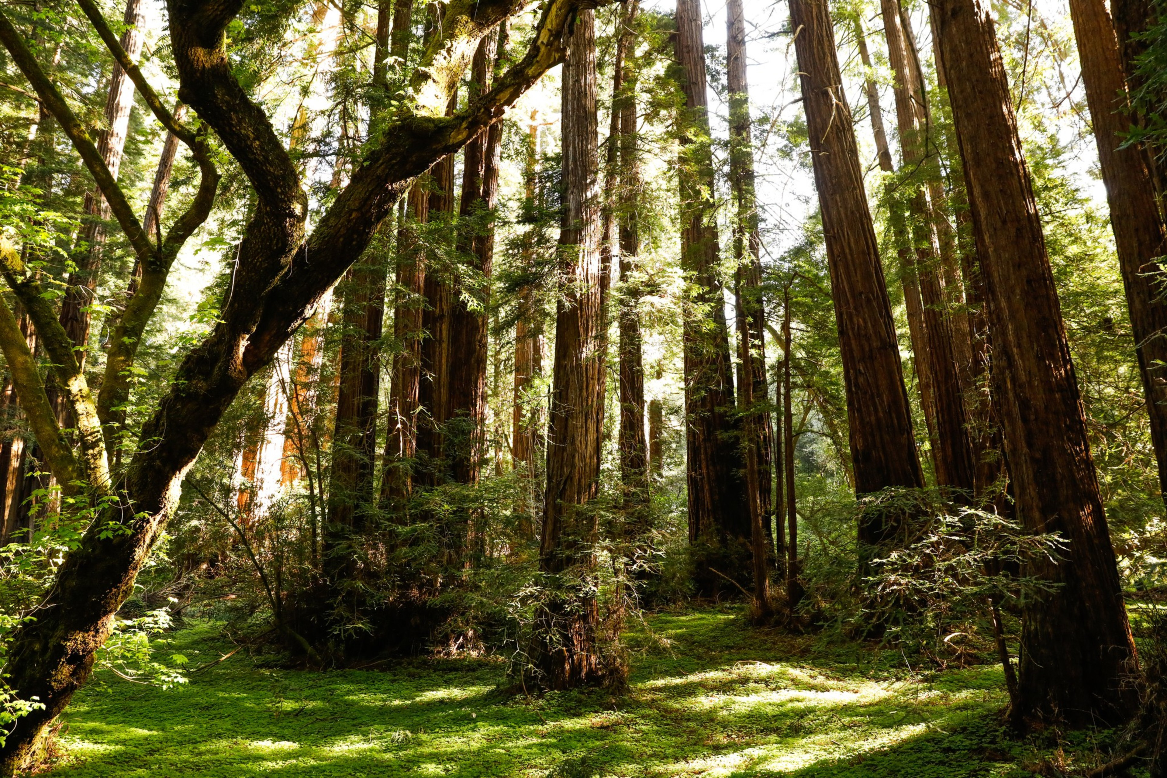 Tall, straight redwood trees rise from a lush forest floor covered in green moss, with sunlight filtering through the dense canopy above.