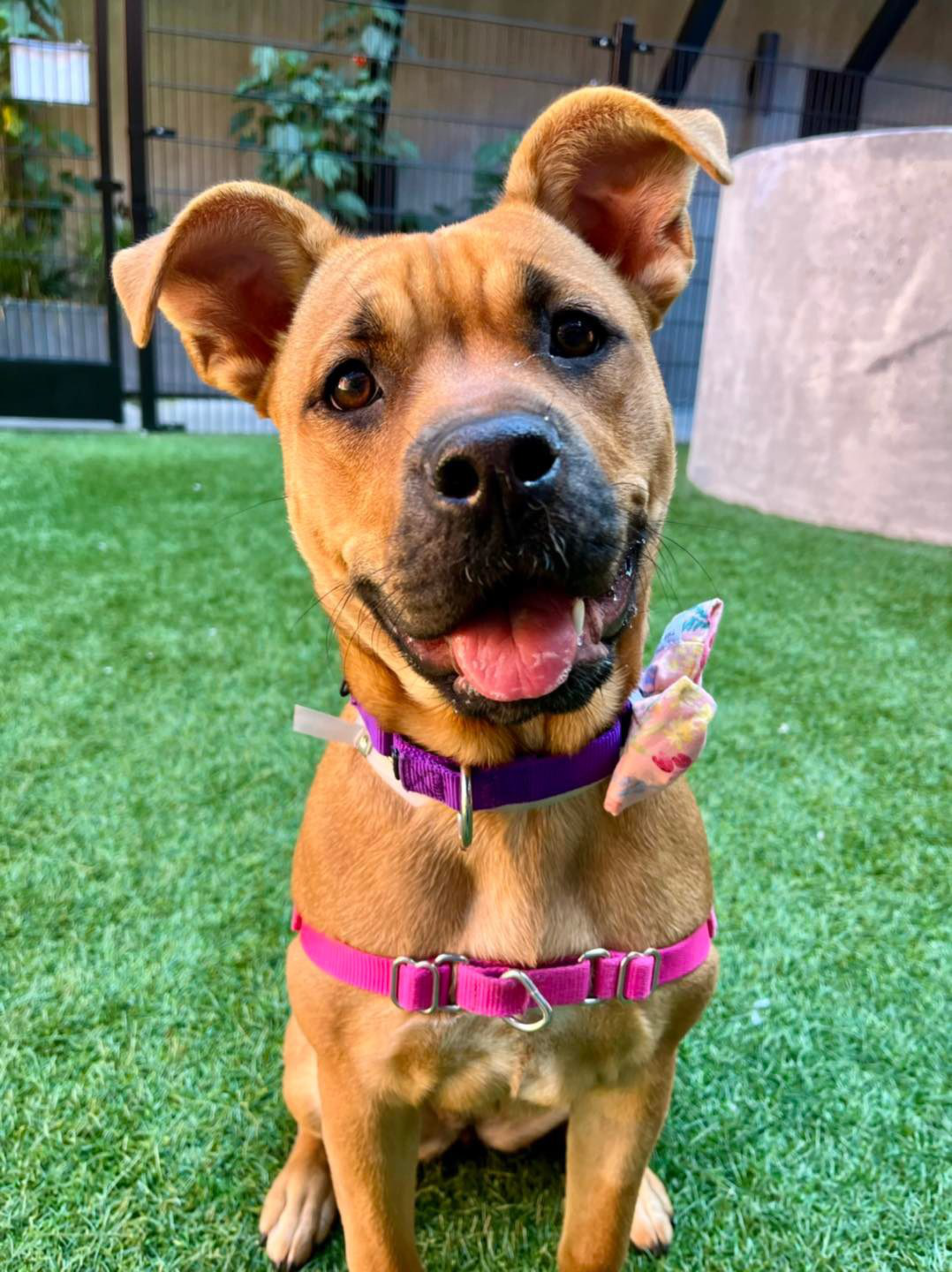 A dog named Ada up for adoption