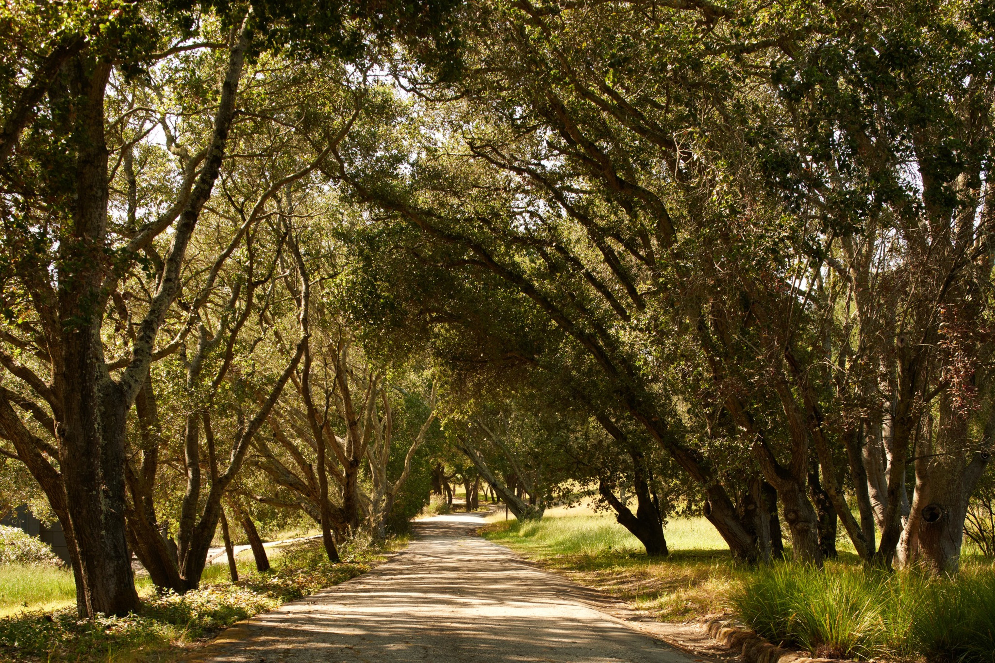 A long dirt road with trees. 
