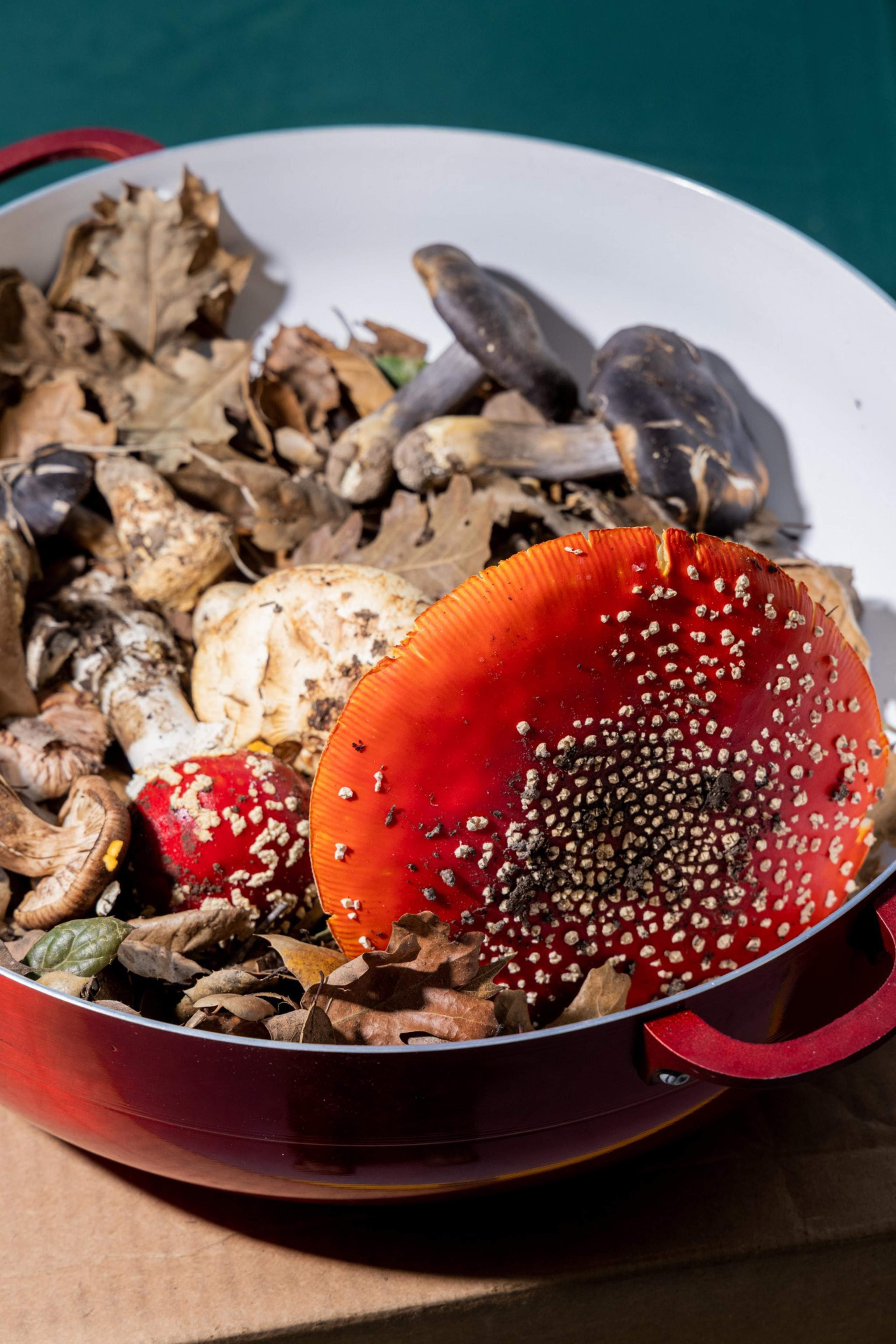 The image shows a red bowl filled with various mushrooms and dry leaves. The prominent mushroom is red with white spots.