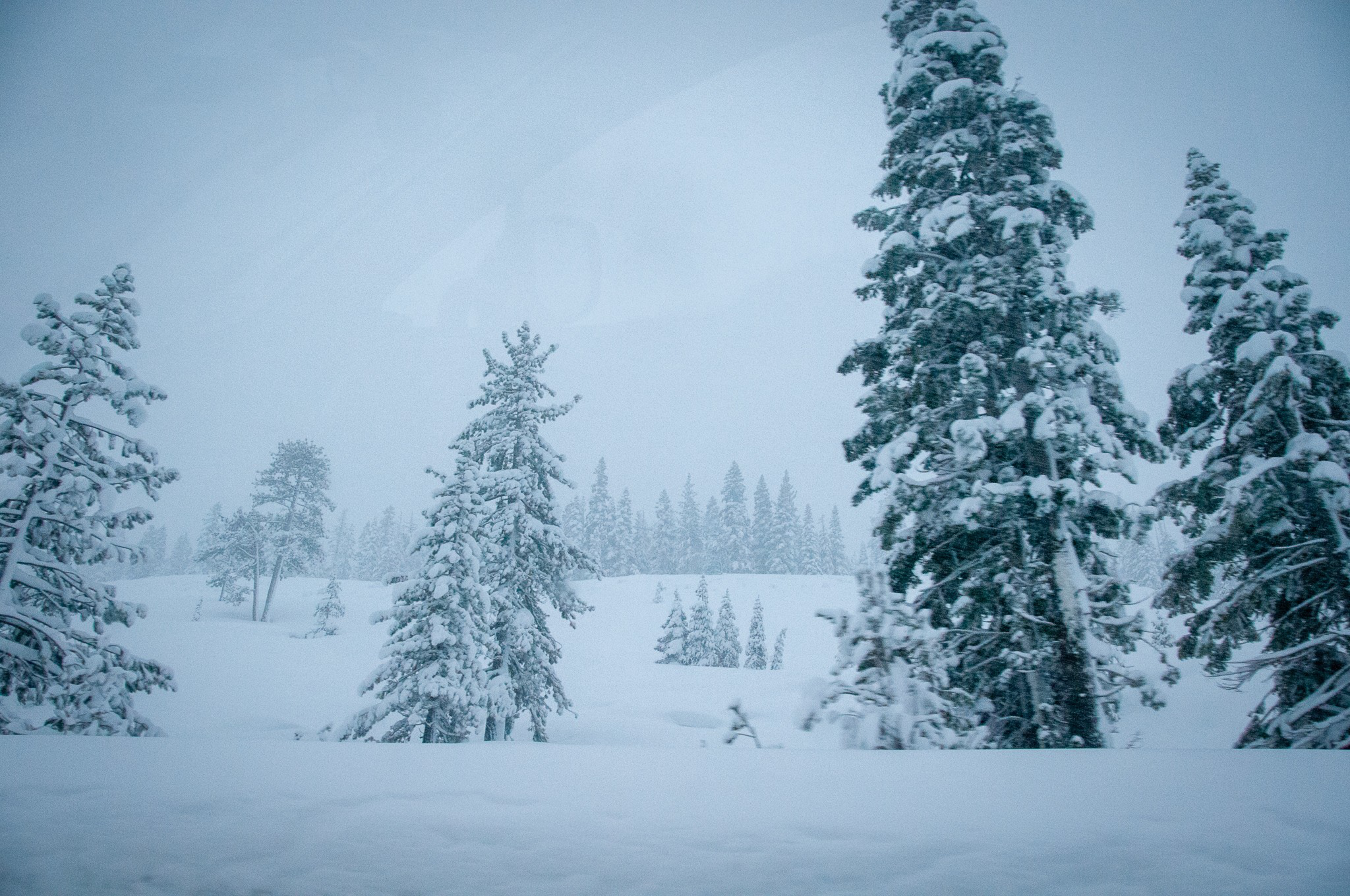 Snow-covered pine trees stand tall in a vast snowy landscape under an overcast sky, creating a quiet winter scene.