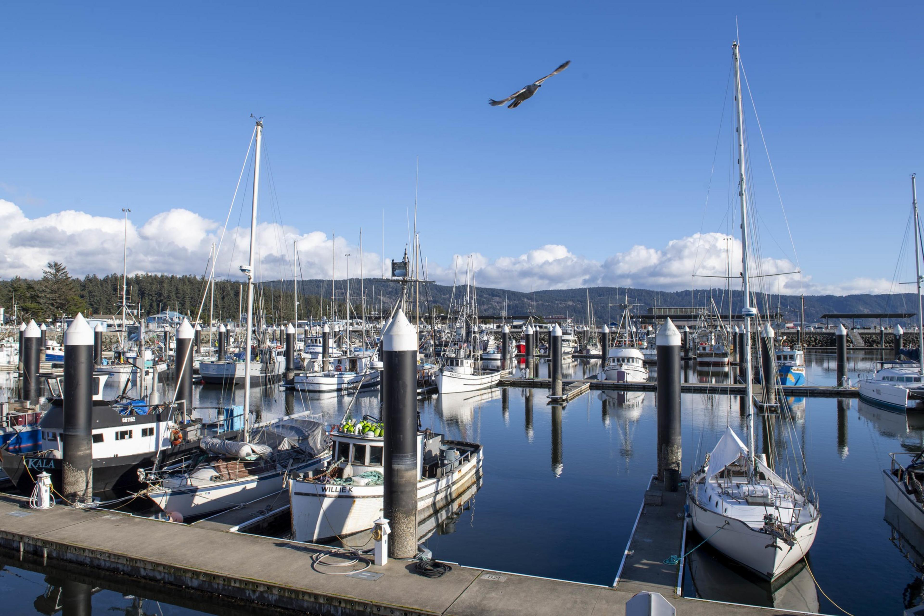 A picturesque marina scene shows numerous sailboats docked at piers under a clear blue sky. An eagle soars above, with lush trees and hills in the background.